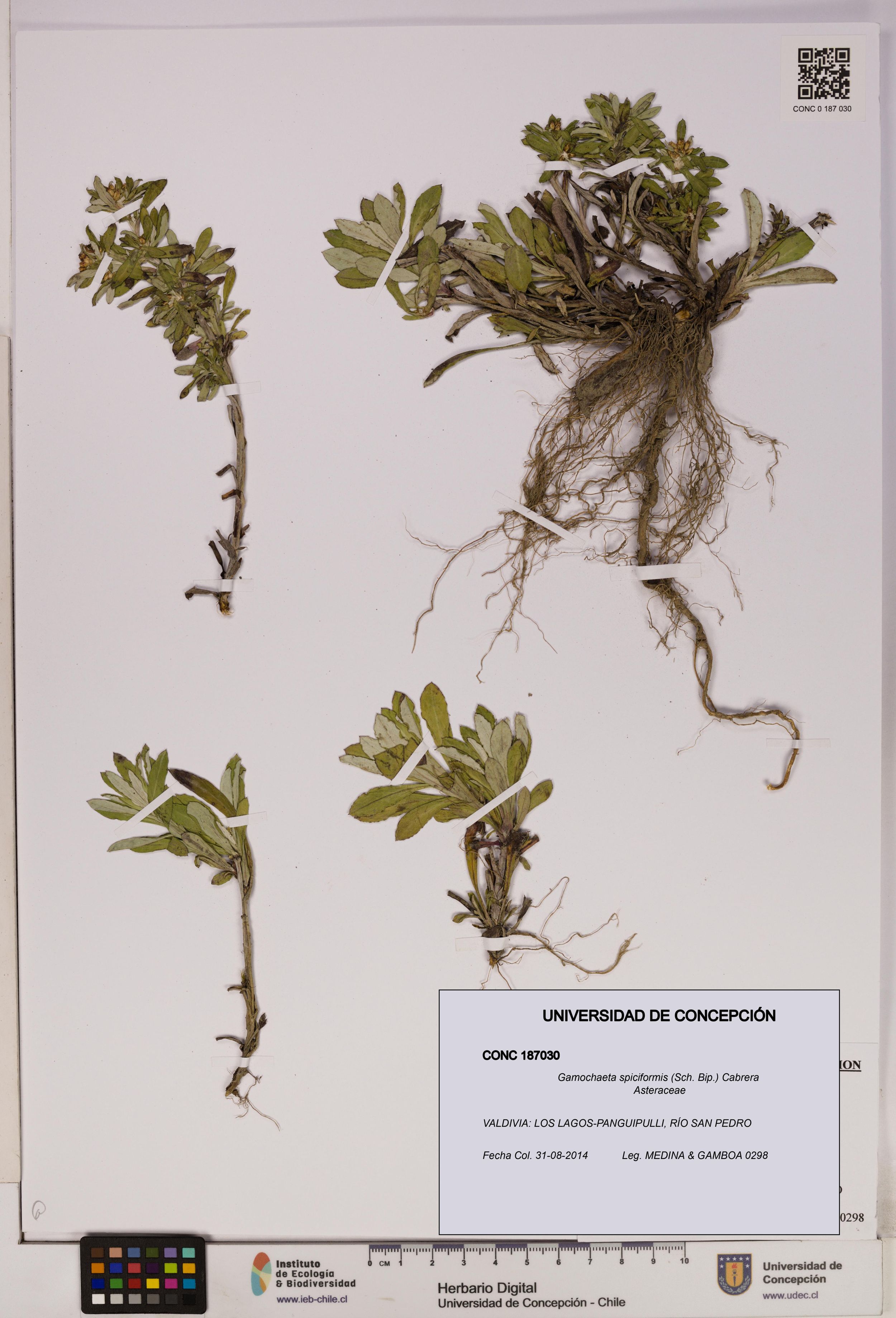 Gamochaeta spiciformis [Espécimen: ]