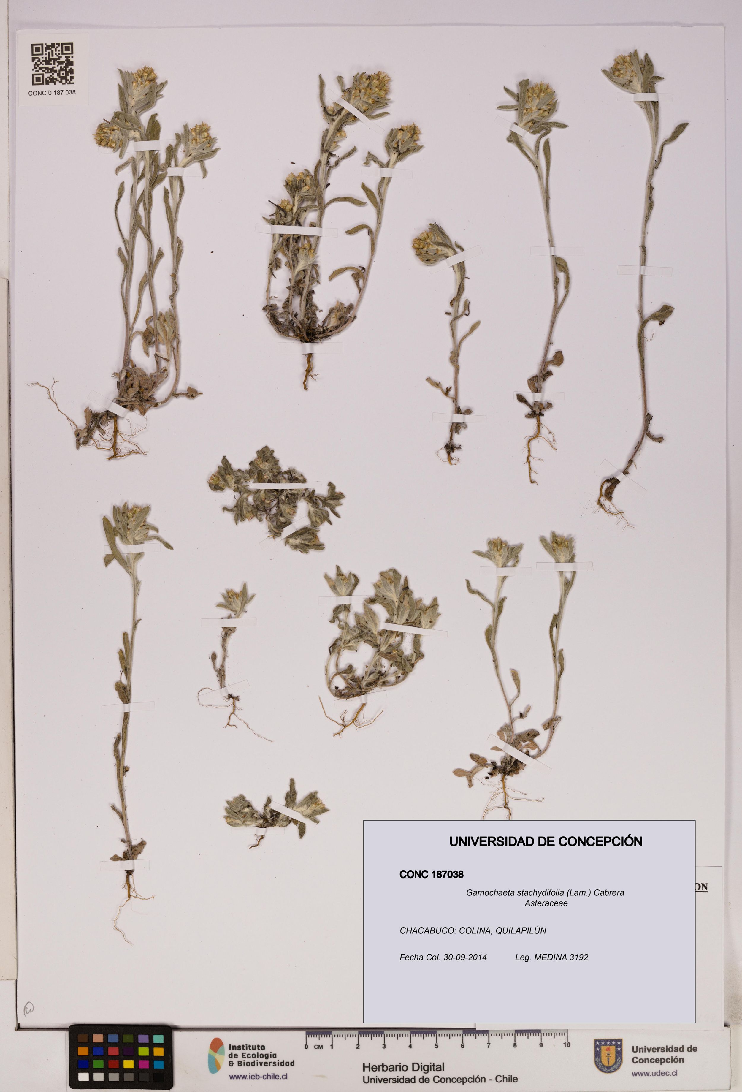 Gamochaeta stachydifolia [Espécimen: ]