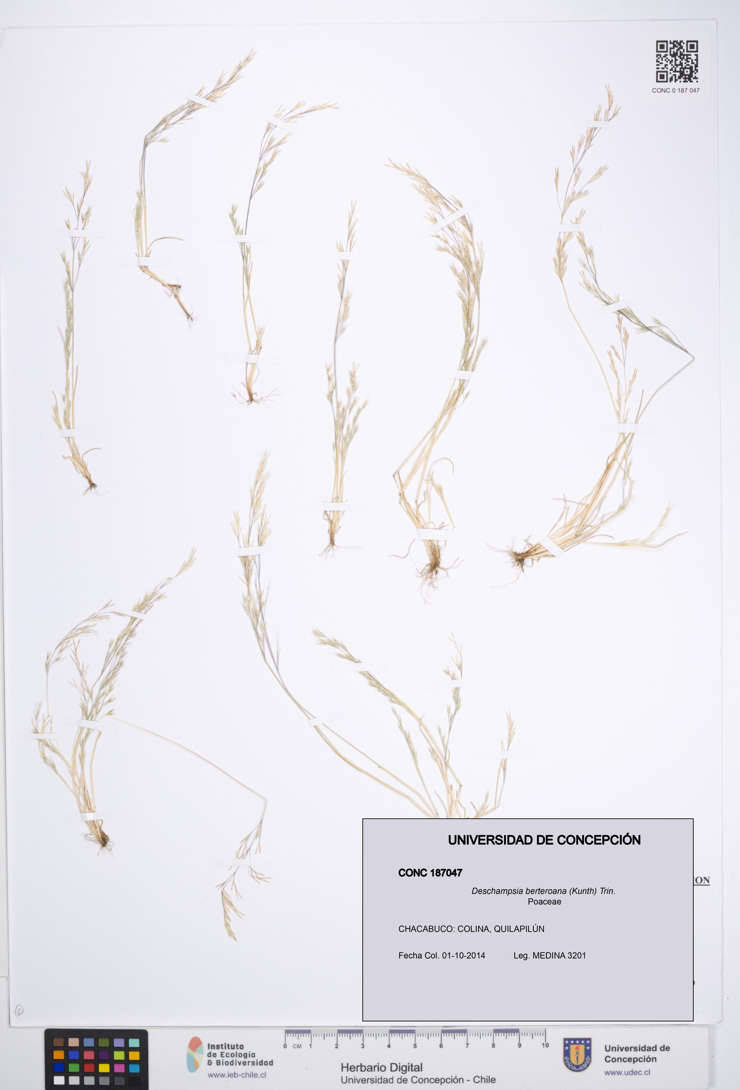 Deschampsia berteroana [Espécimen: ]