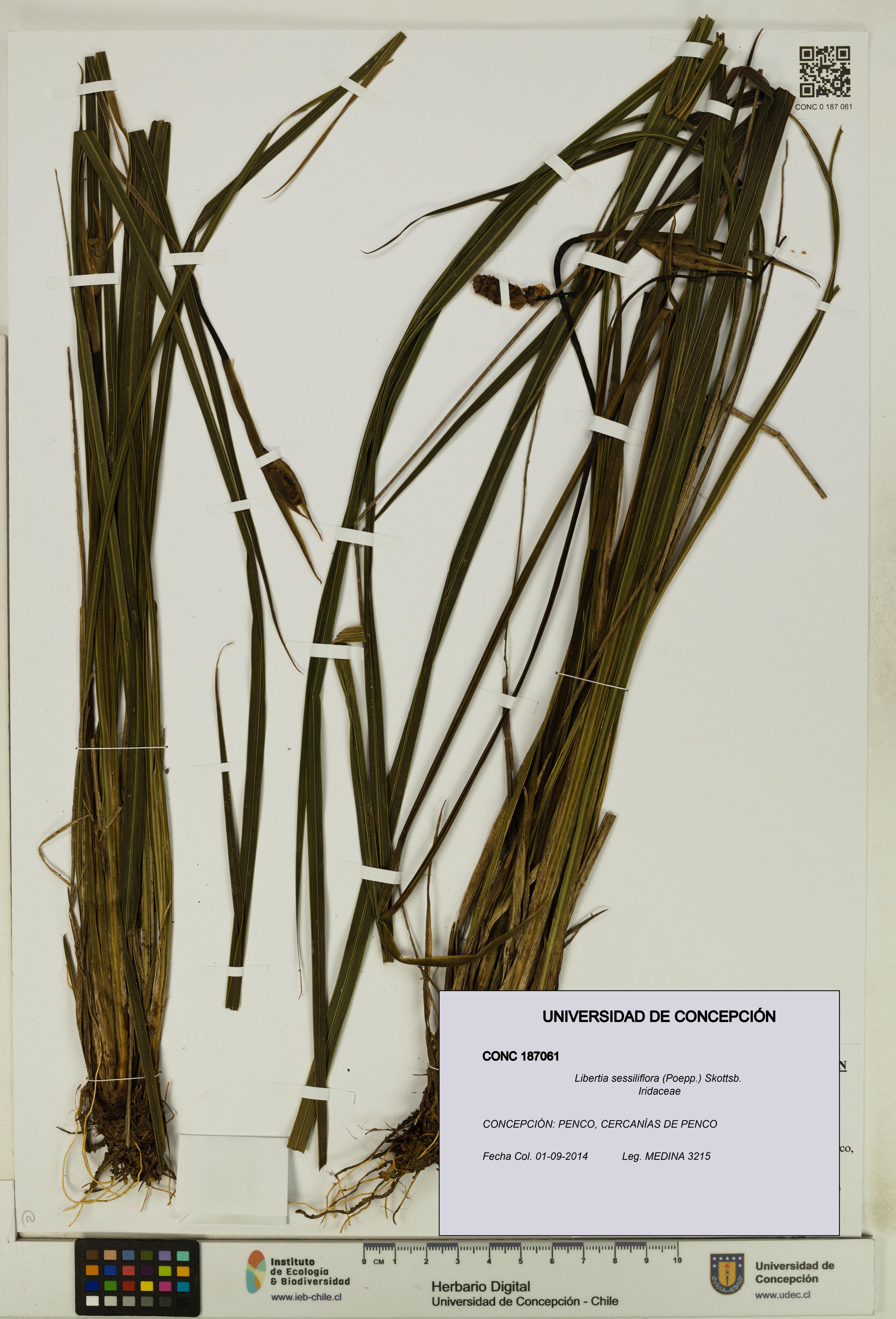 Libertia sessiliflora [Espécimen: ]