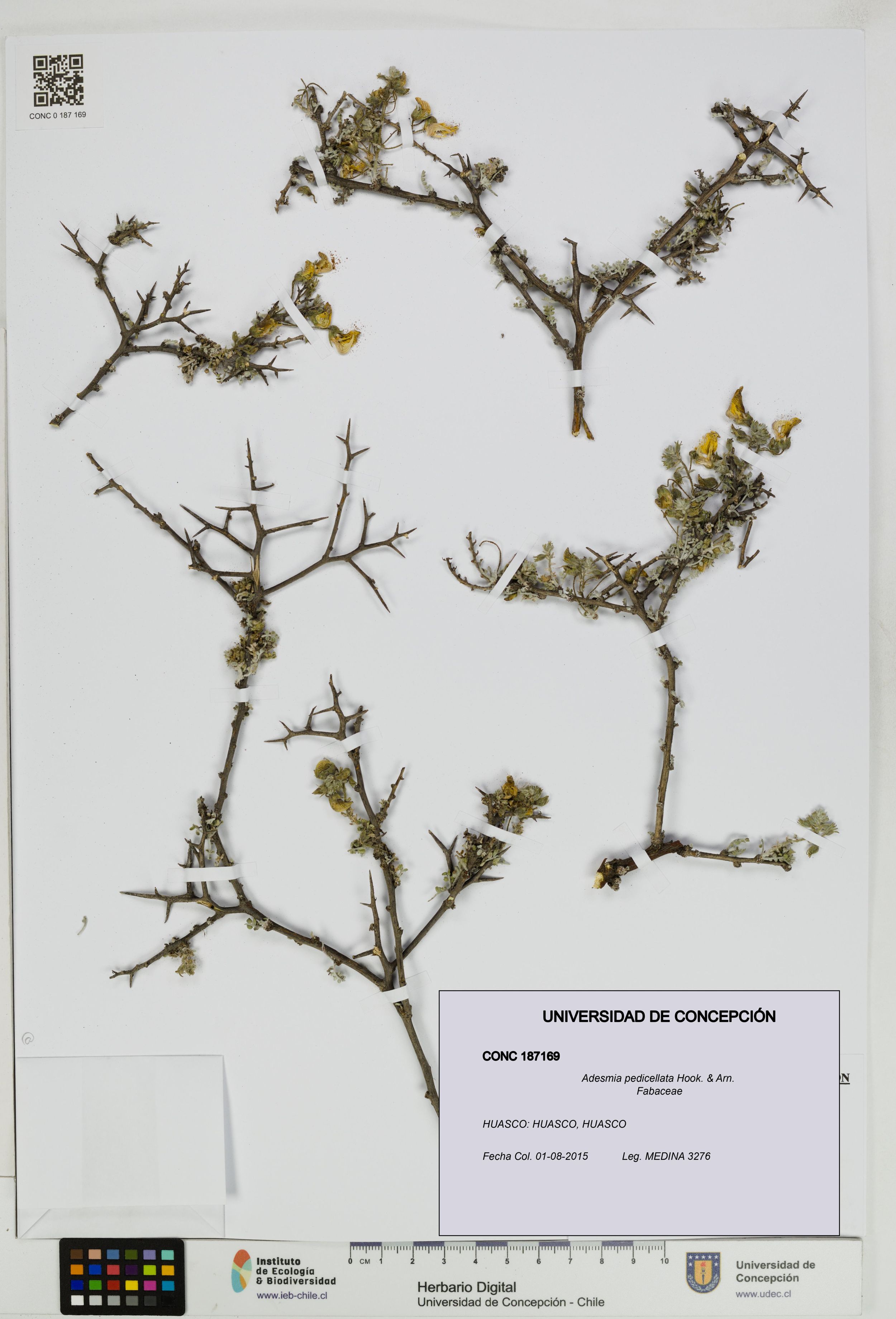 Adesmia pedicellata [Espécimen: ]