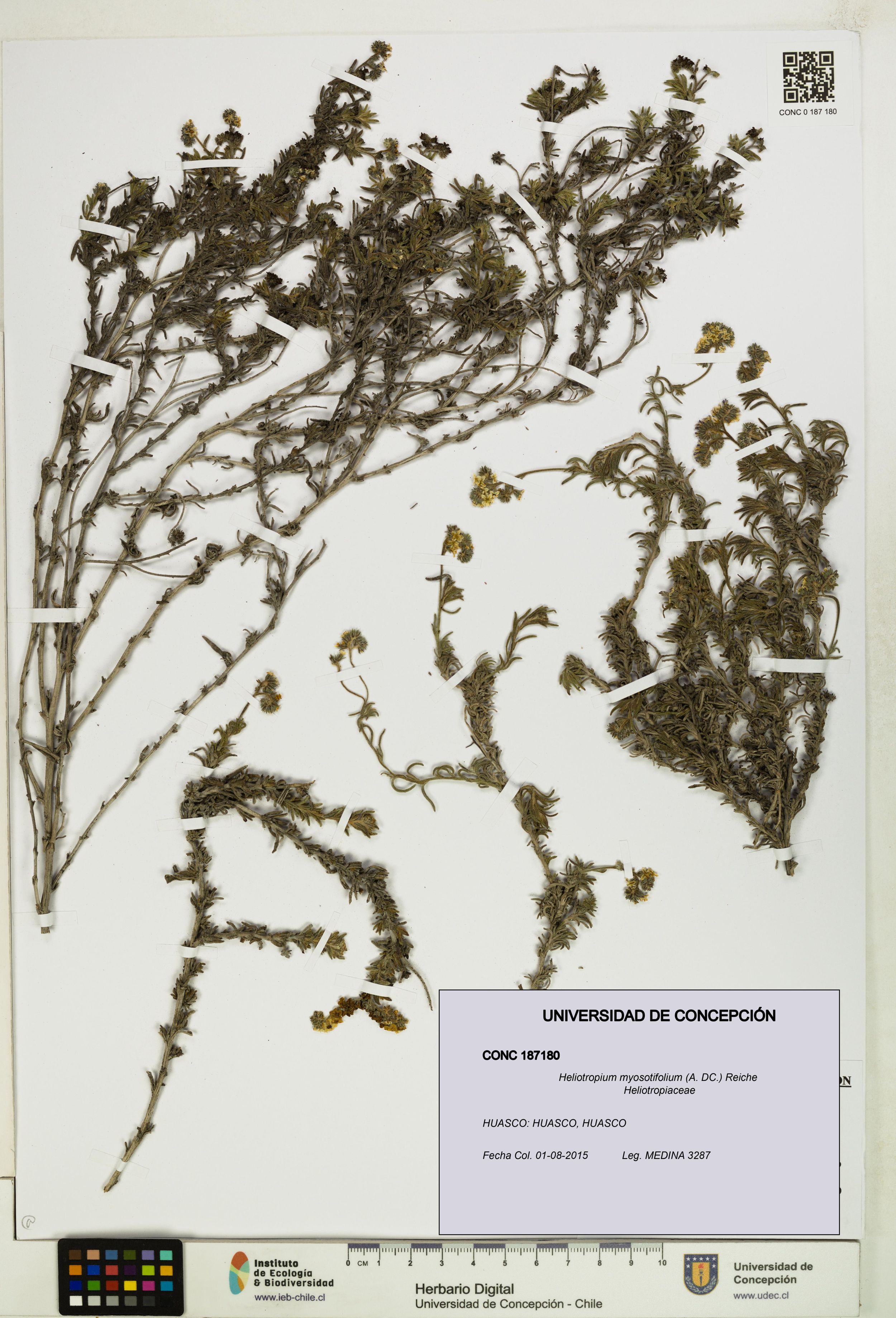 Heliotropium myosotifolium [Espécimen: ]