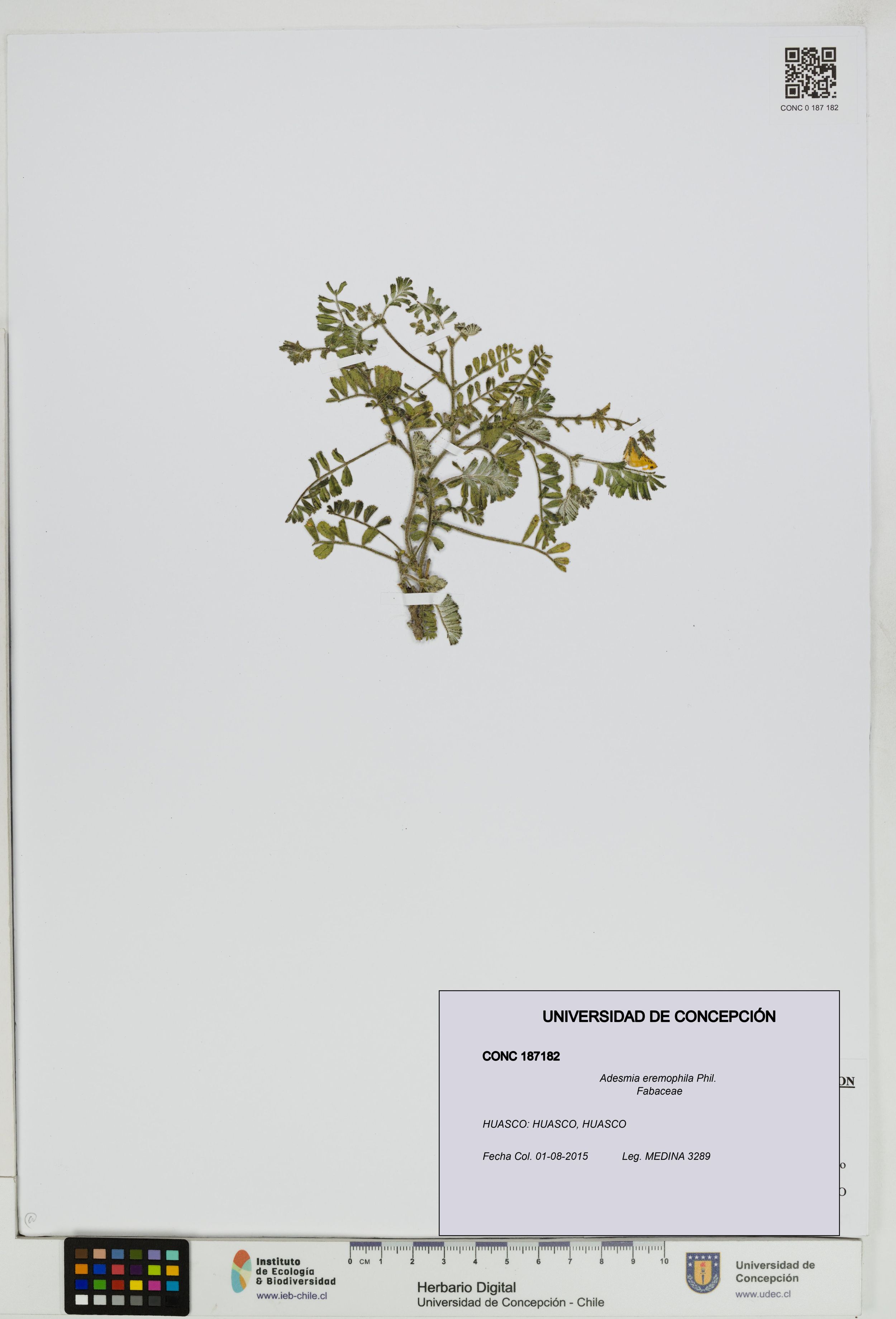 Adesmia eremophila [Espécimen: ]