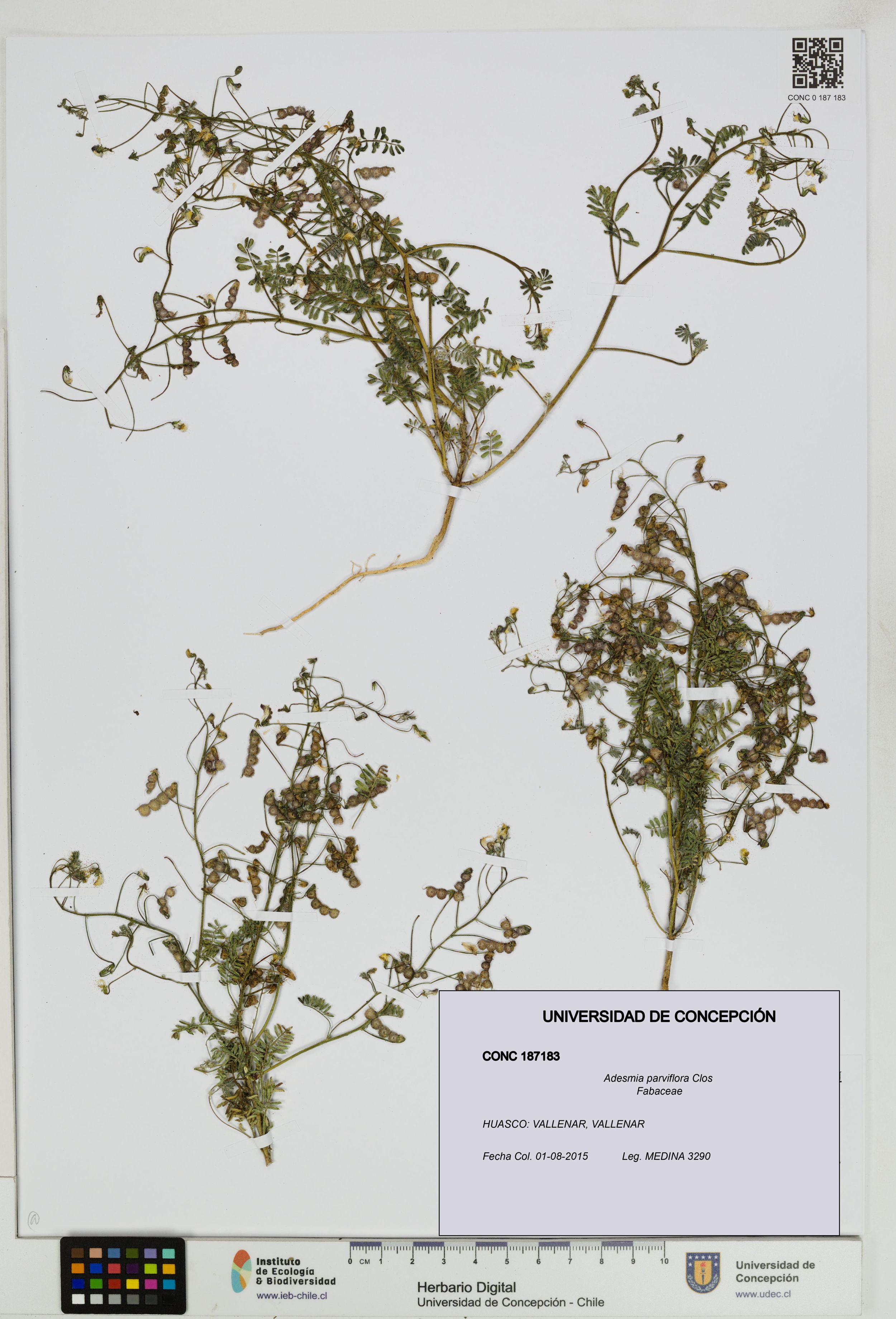 Adesmia parviflora [Espécimen: ]