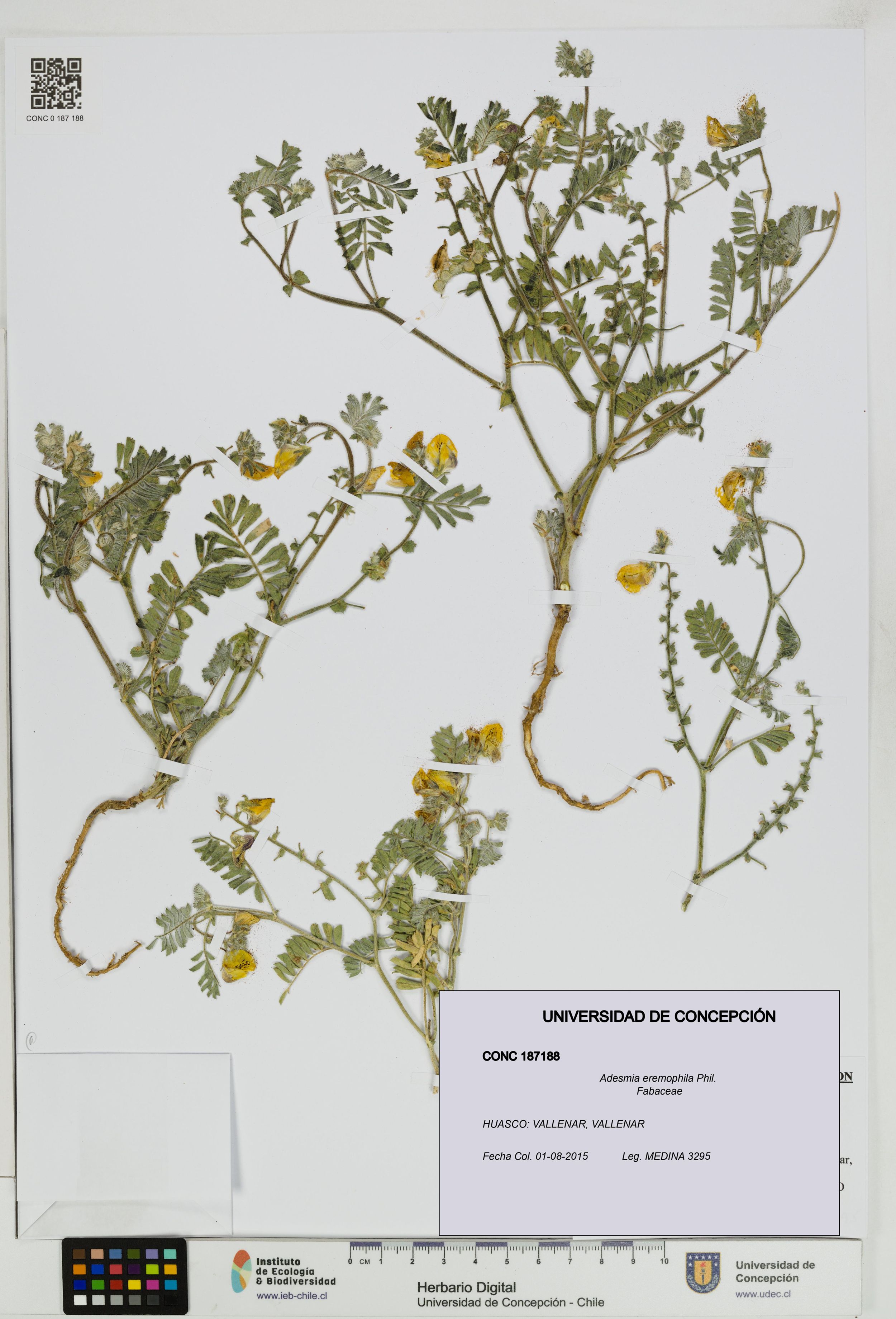 Adesmia eremophila [Espécimen: ]