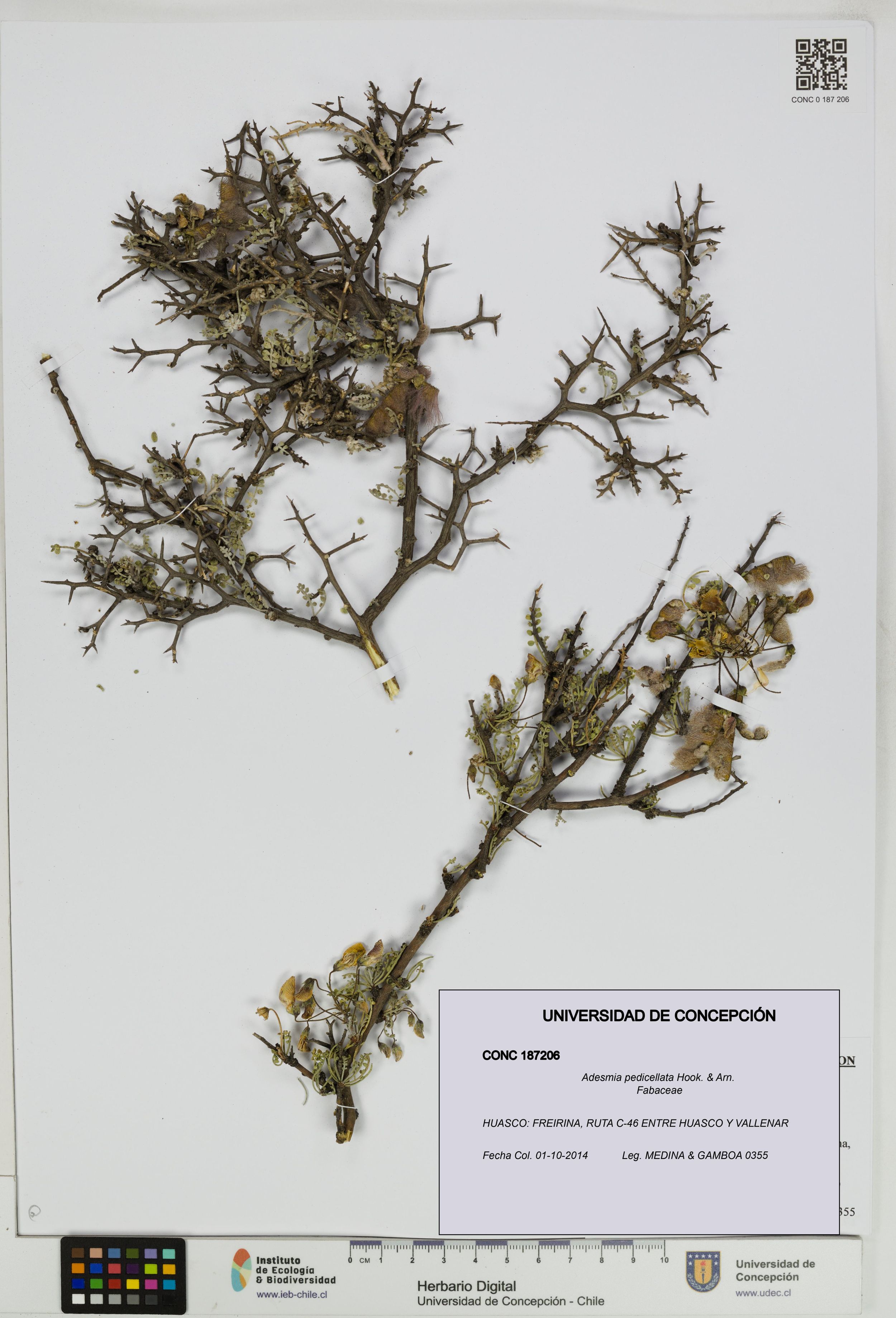 Adesmia pedicellata [Espécimen: ]