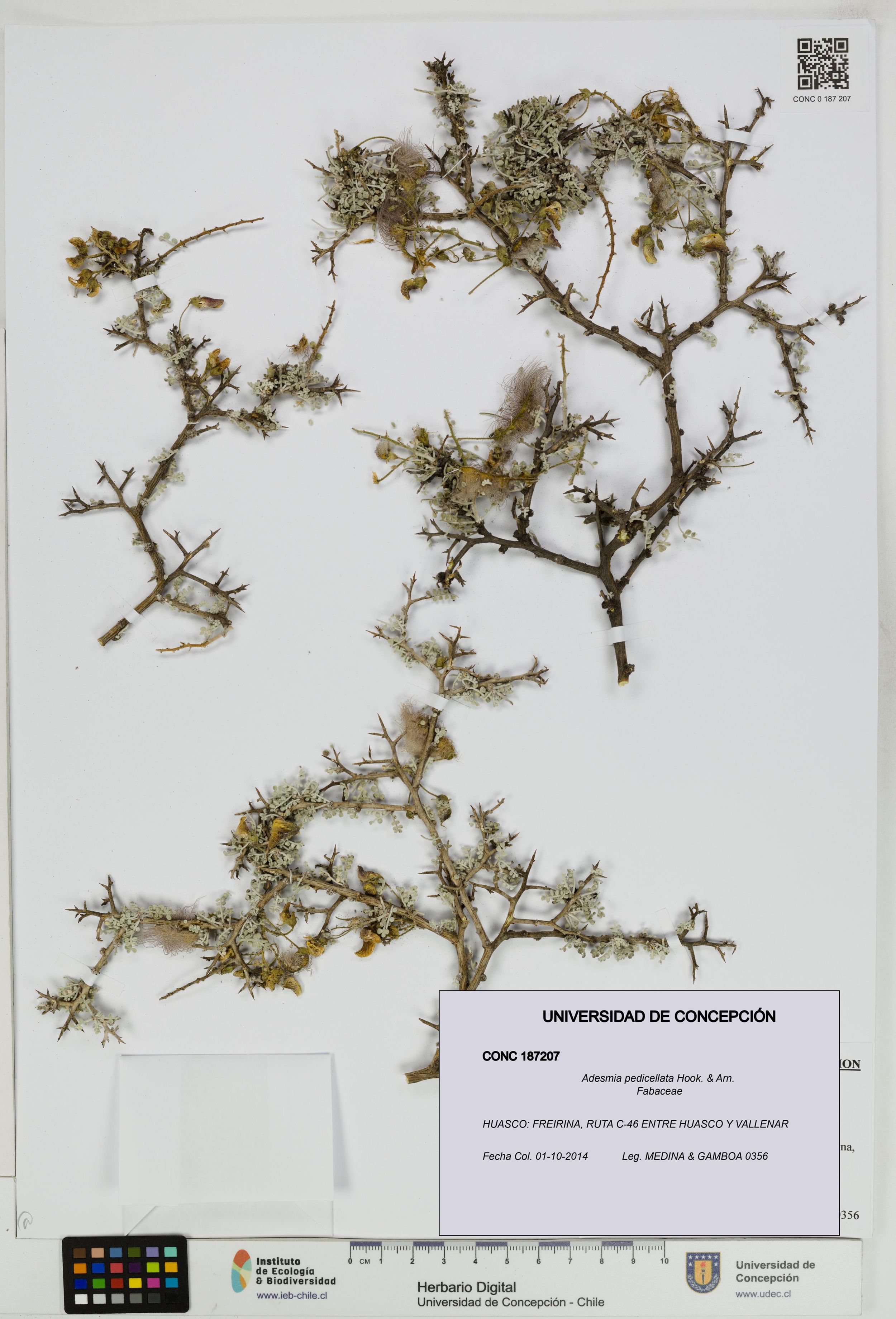 Adesmia pedicellata [Espécimen: ]