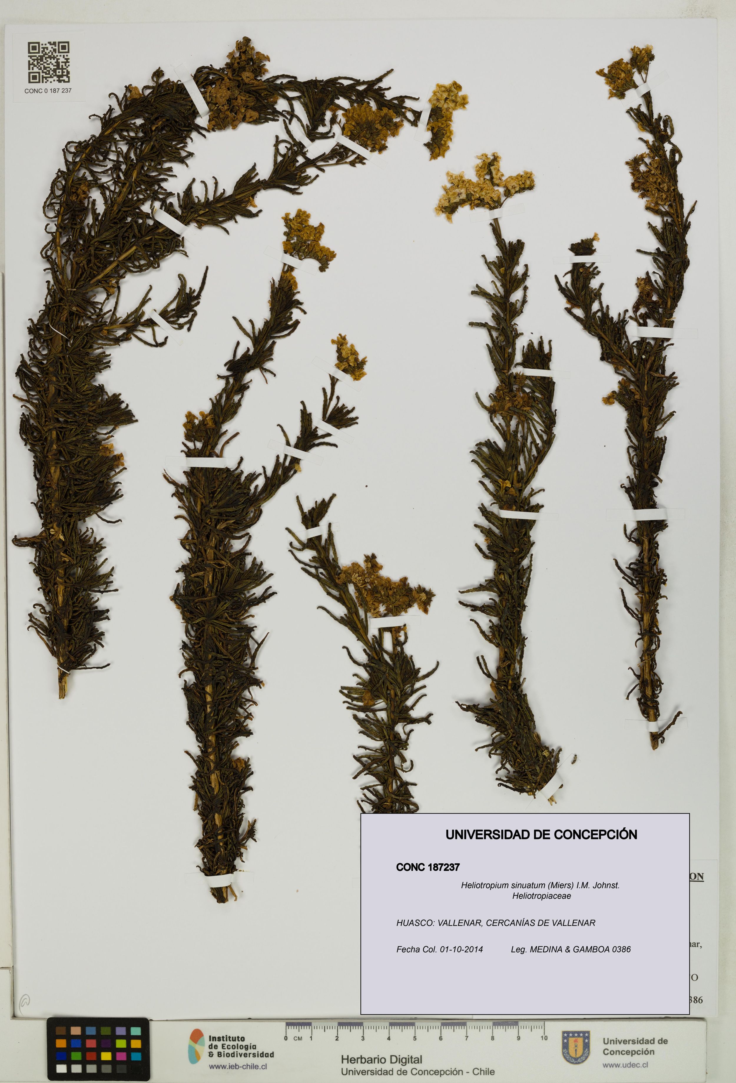 Heliotropium sinuatum [Espécimen: ]