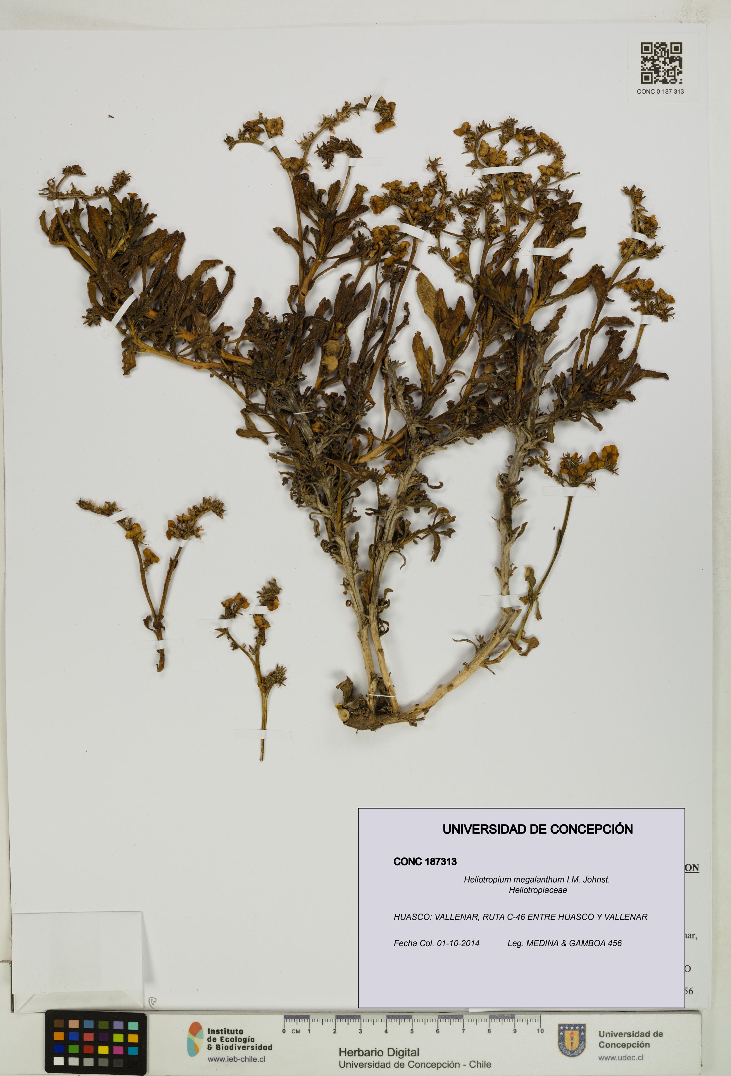 Heliotropium megalanthum [Espécimen: ]