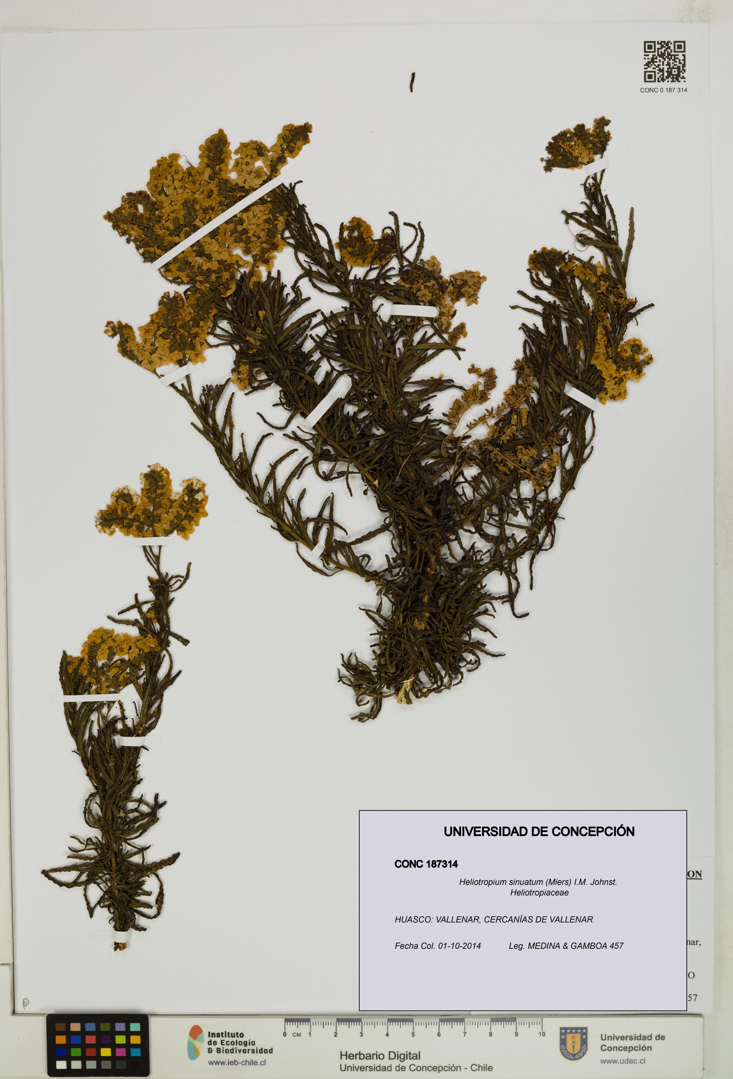 Heliotropium sinuatum [Espécimen: ]