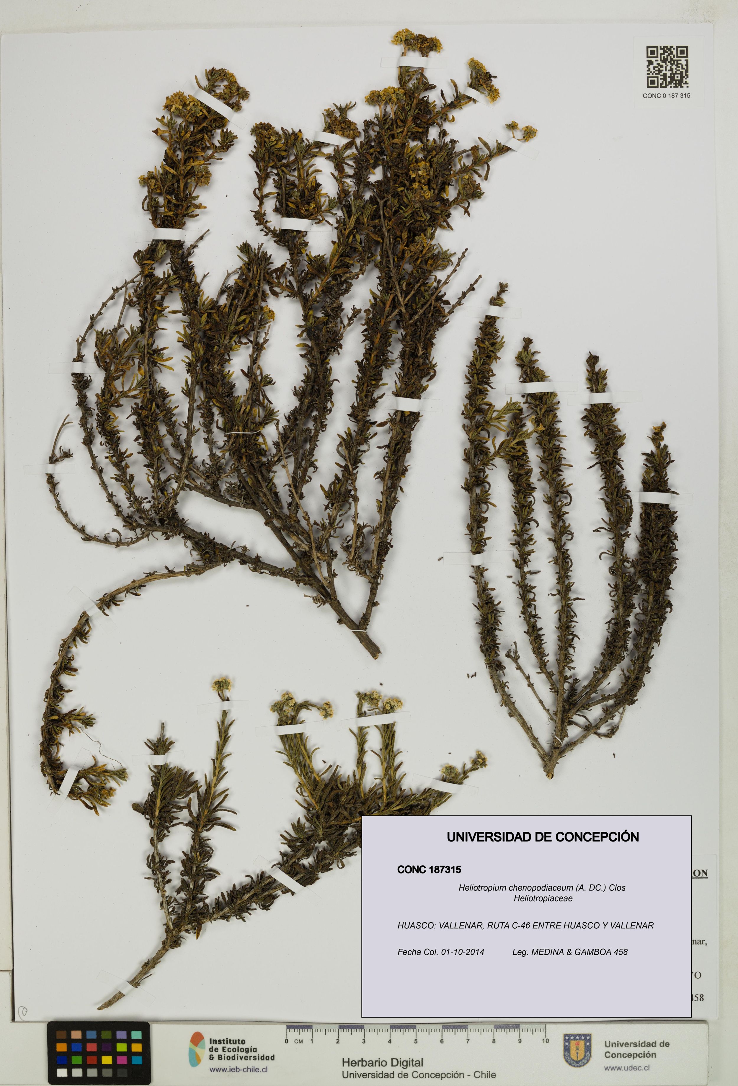 Heliotropium chenopodiaceum [Espécimen: ]