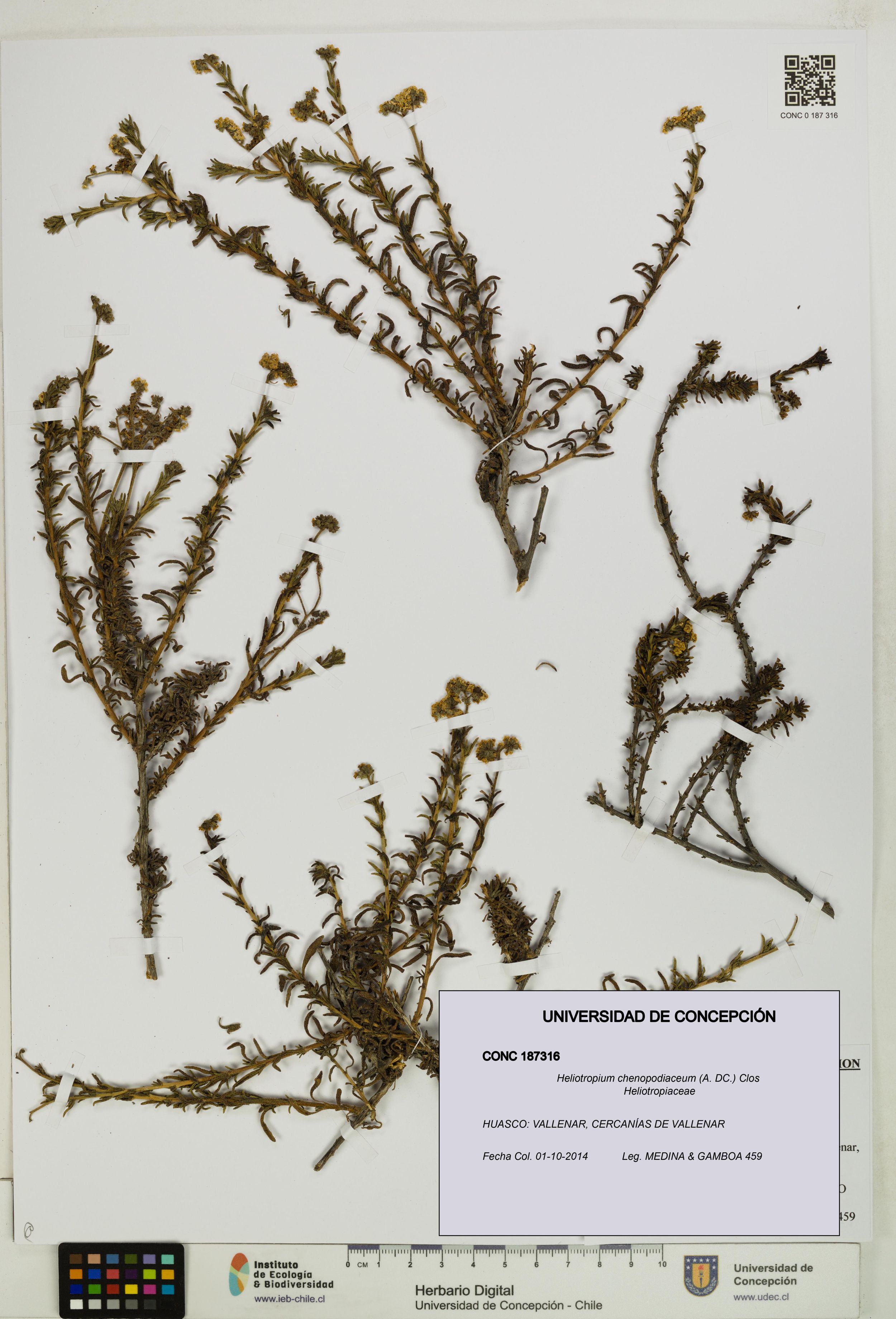 Heliotropium chenopodiaceum [Espécimen: ]