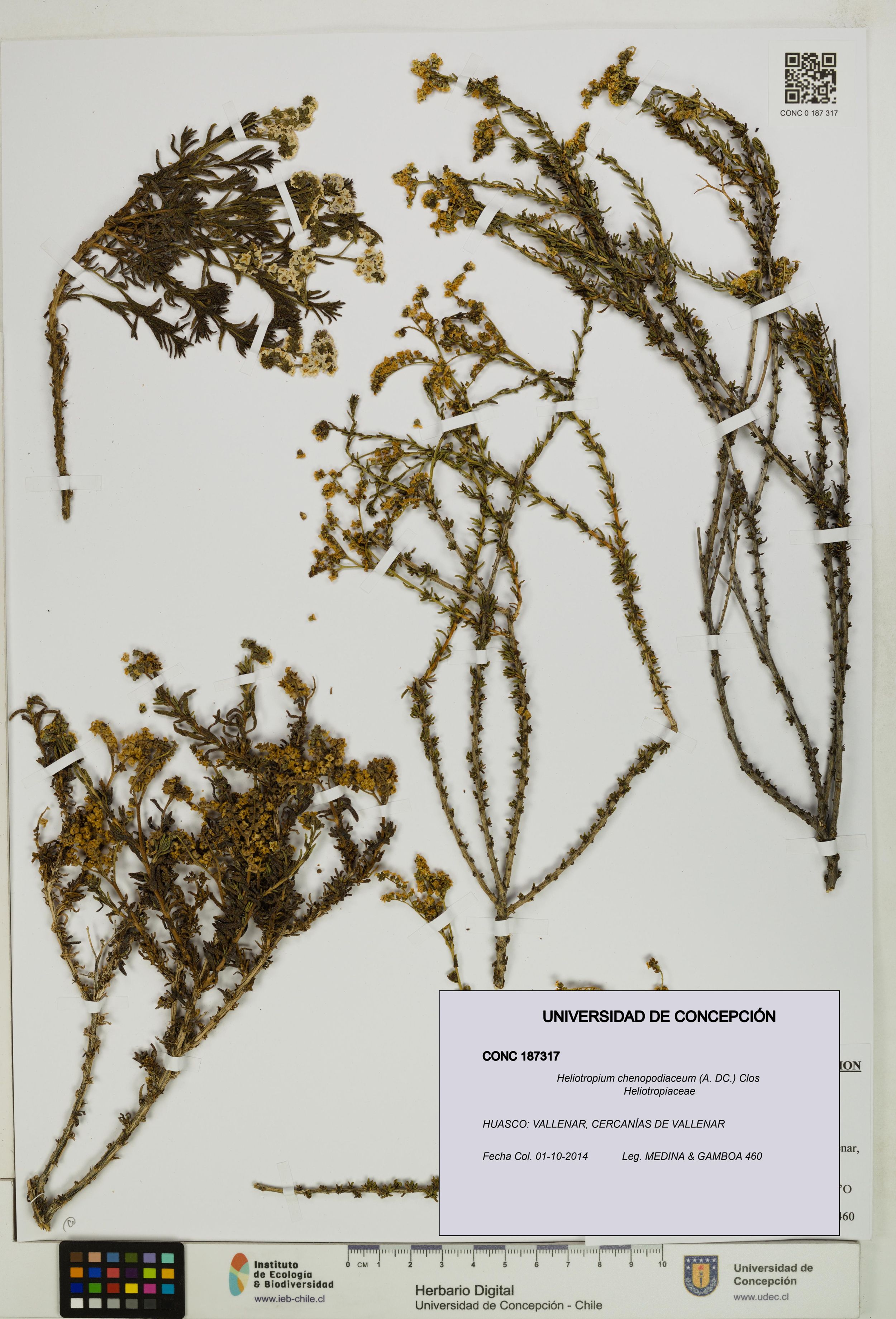 Heliotropium chenopodiaceum [Espécimen: ]