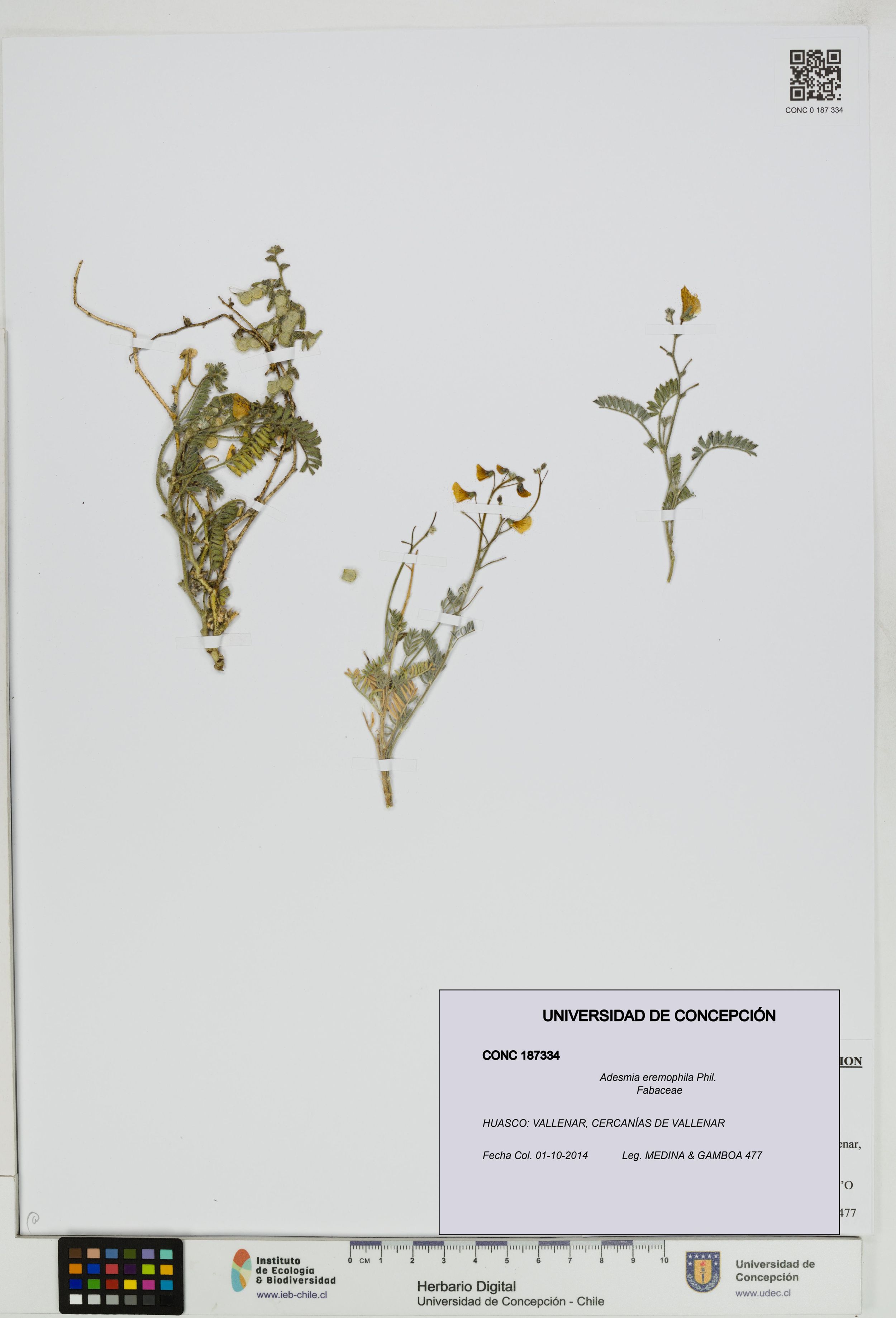 Adesmia eremophila [Espécimen: ]