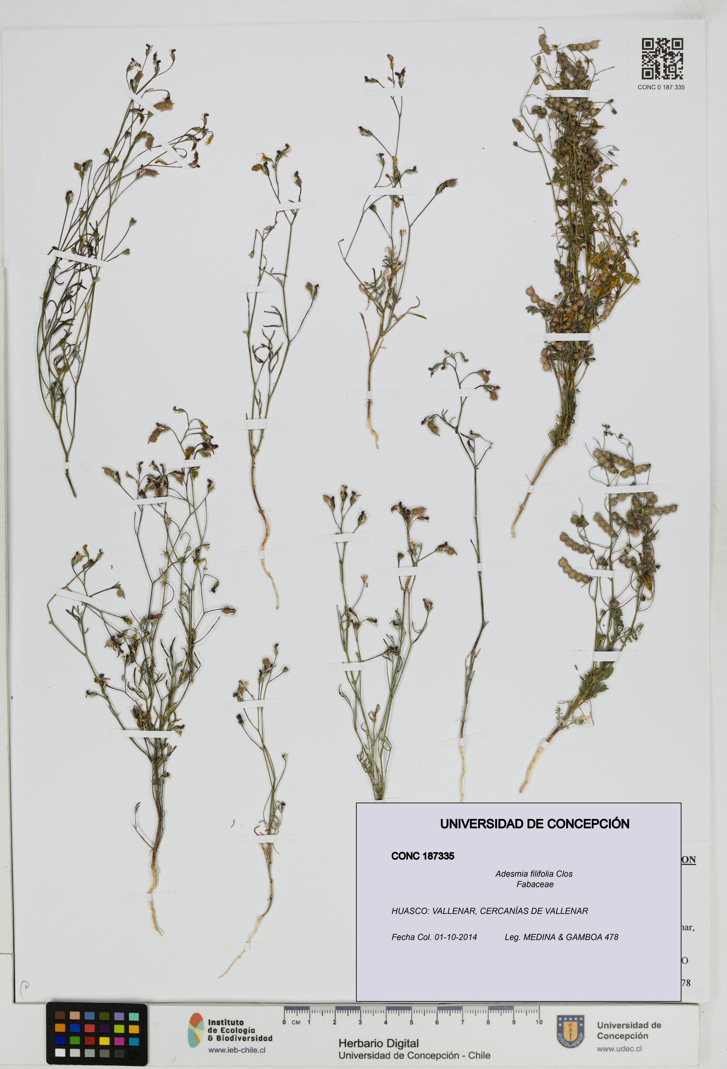 Adesmia filifolia [Espécimen: ]