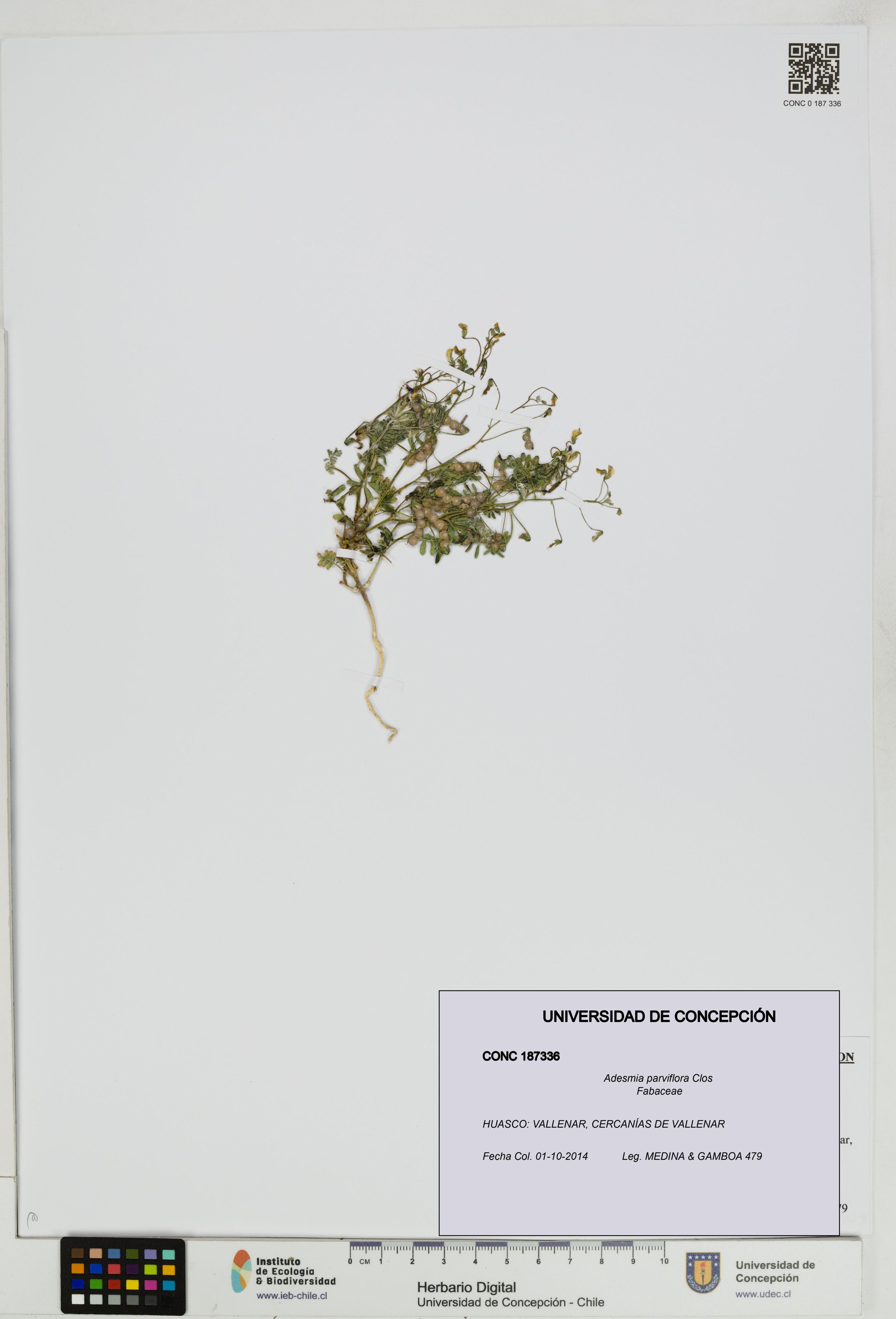 Adesmia parviflora [Espécimen: ]