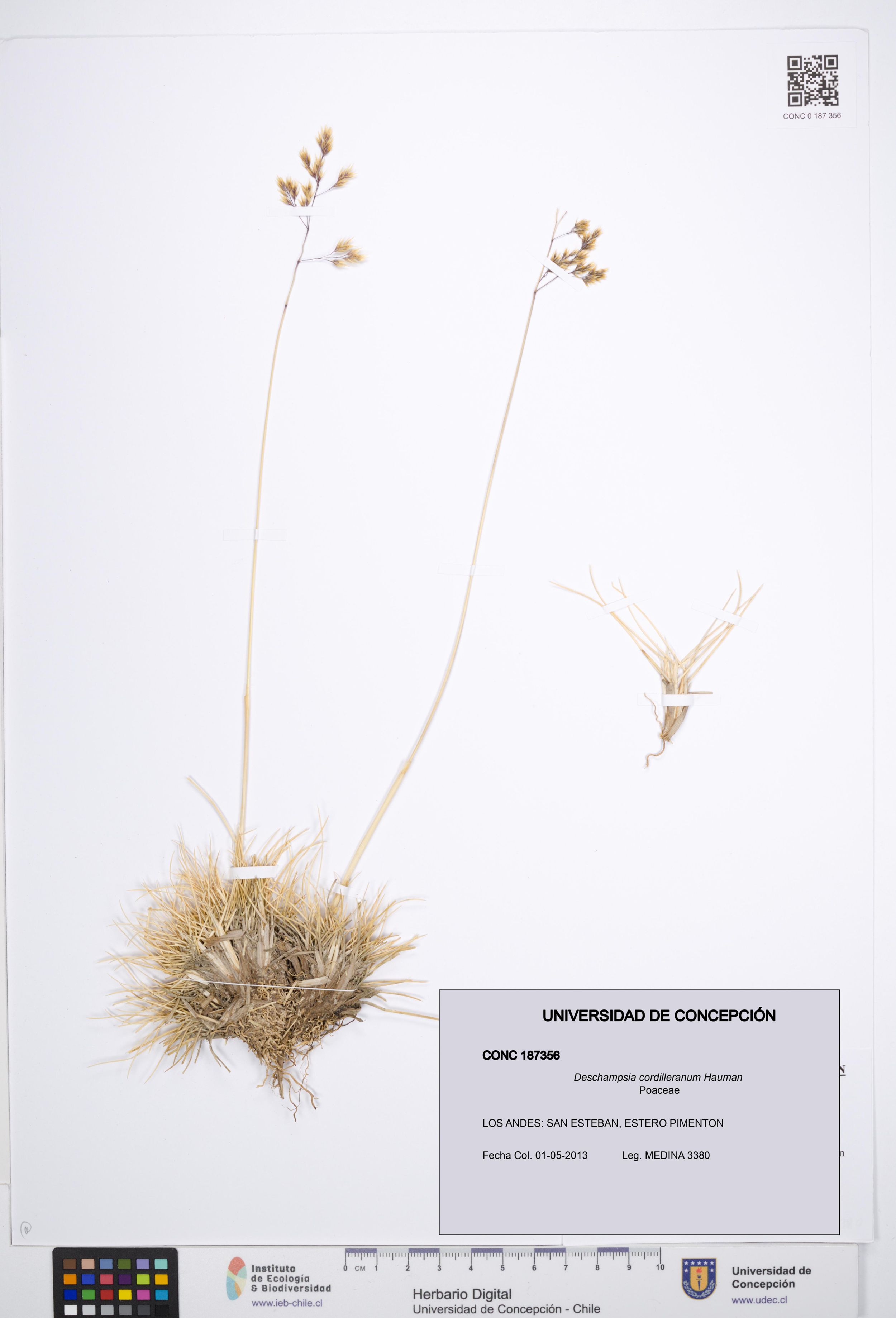 Deschampsia cordilleranum [Espécimen: ]