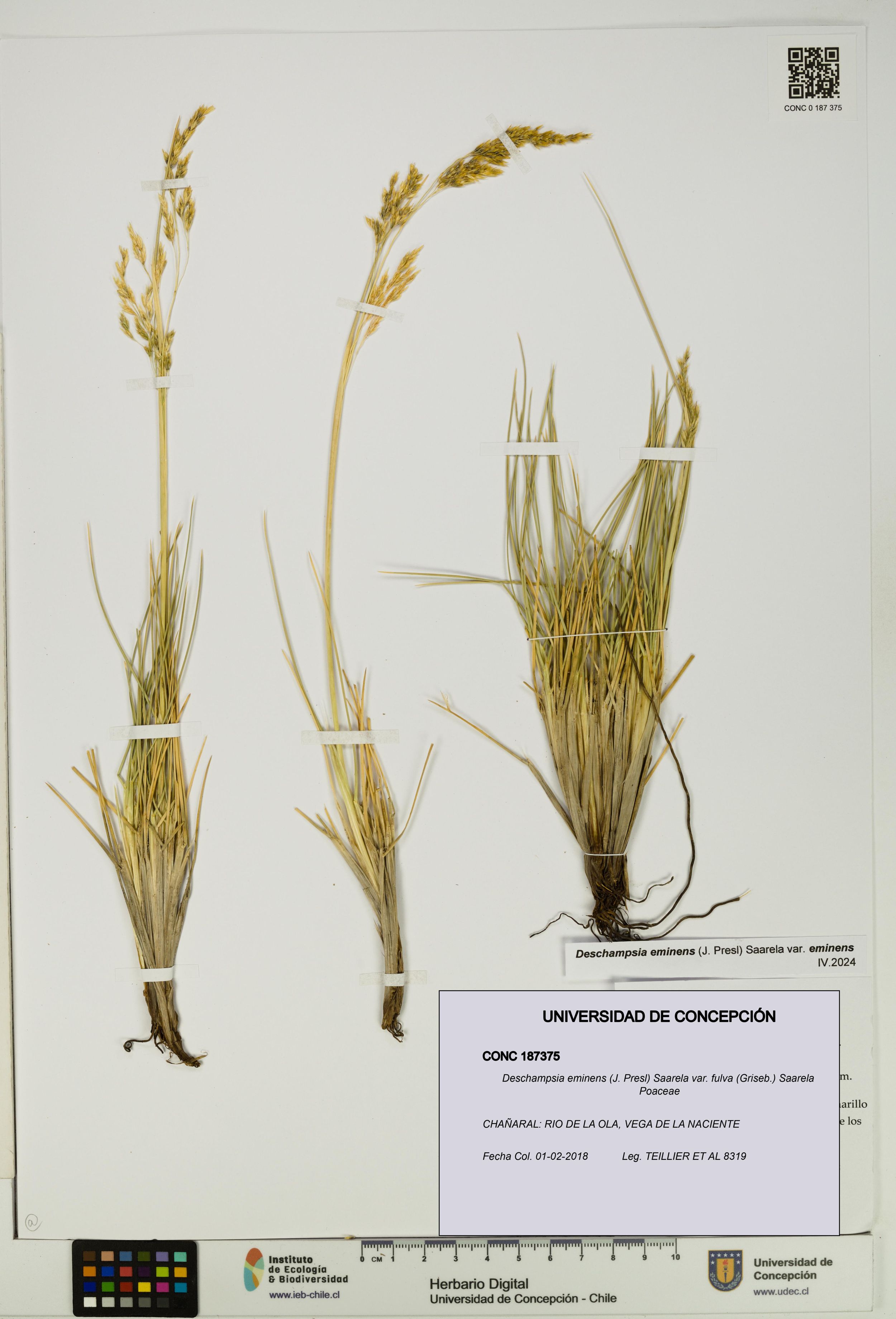 Deschampsia eminens [Espécimen: ]