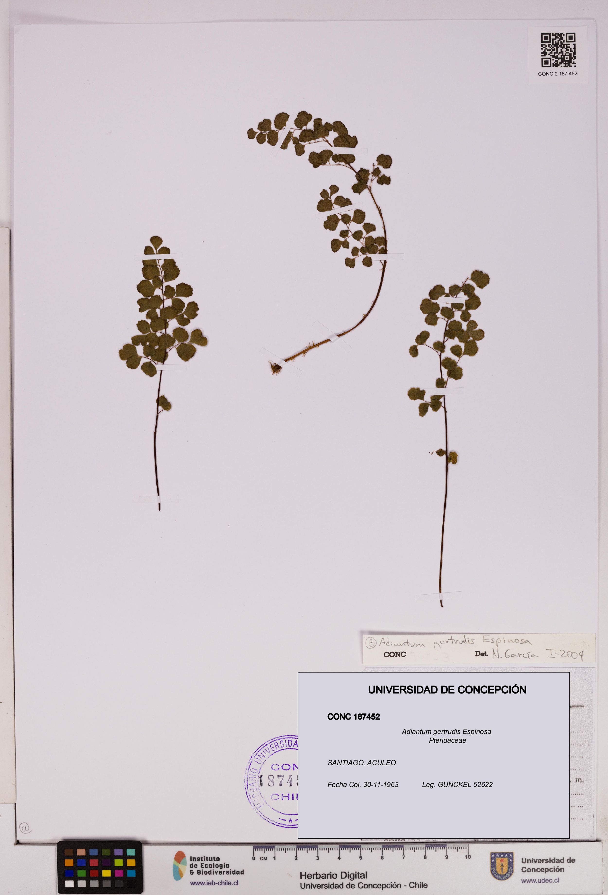 Adiantum gertrudis [Espécimen: ]