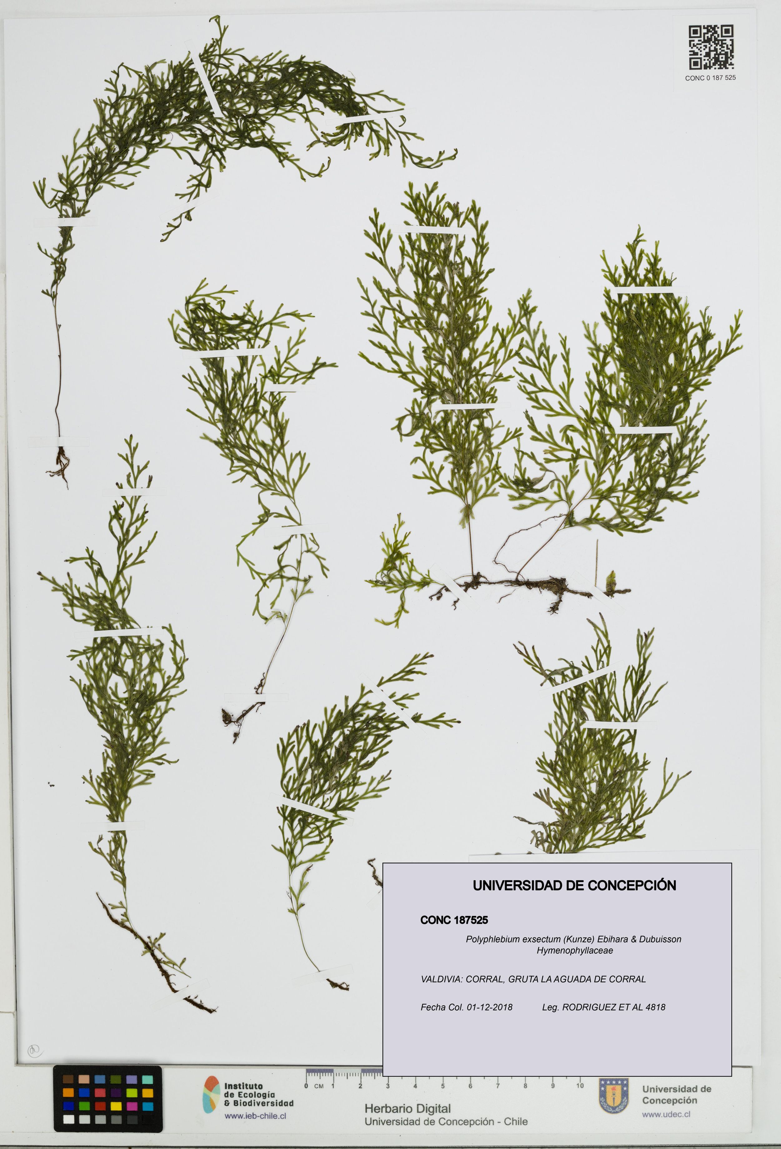 Polyphlebium exsectum [Espécimen: ]