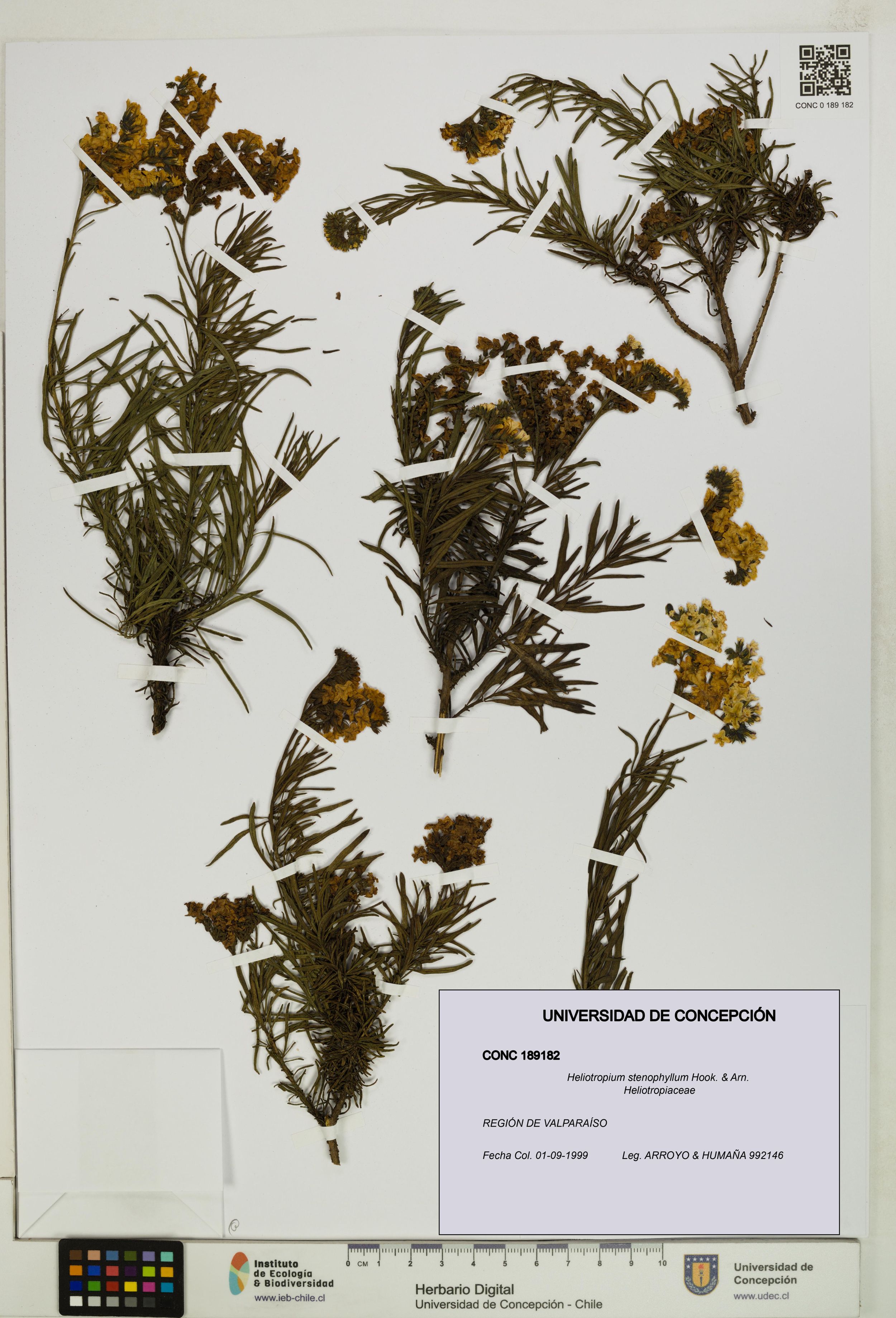 Heliotropium stenophyllum [Espécimen: ]