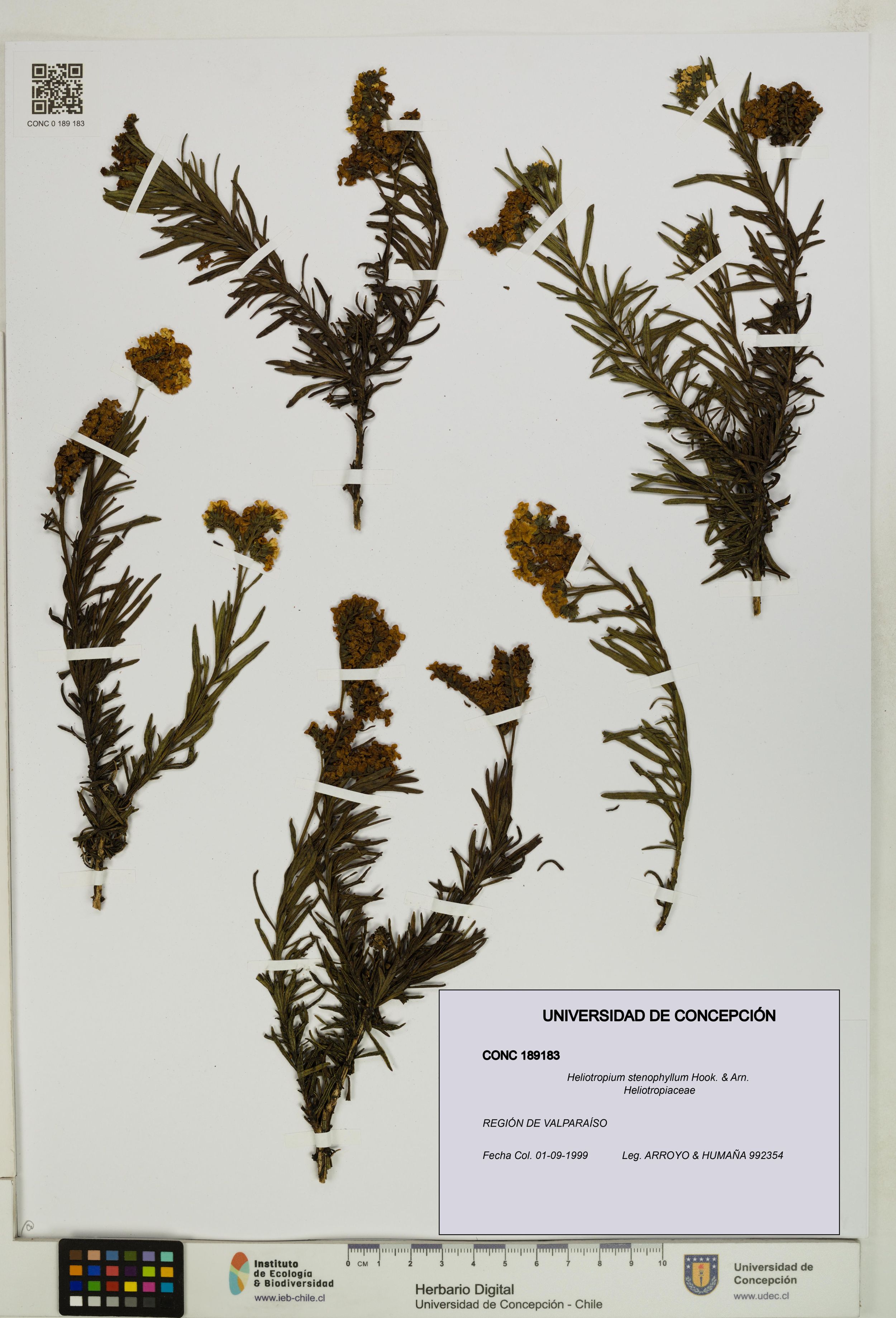 Heliotropium stenophyllum [Espécimen: ]