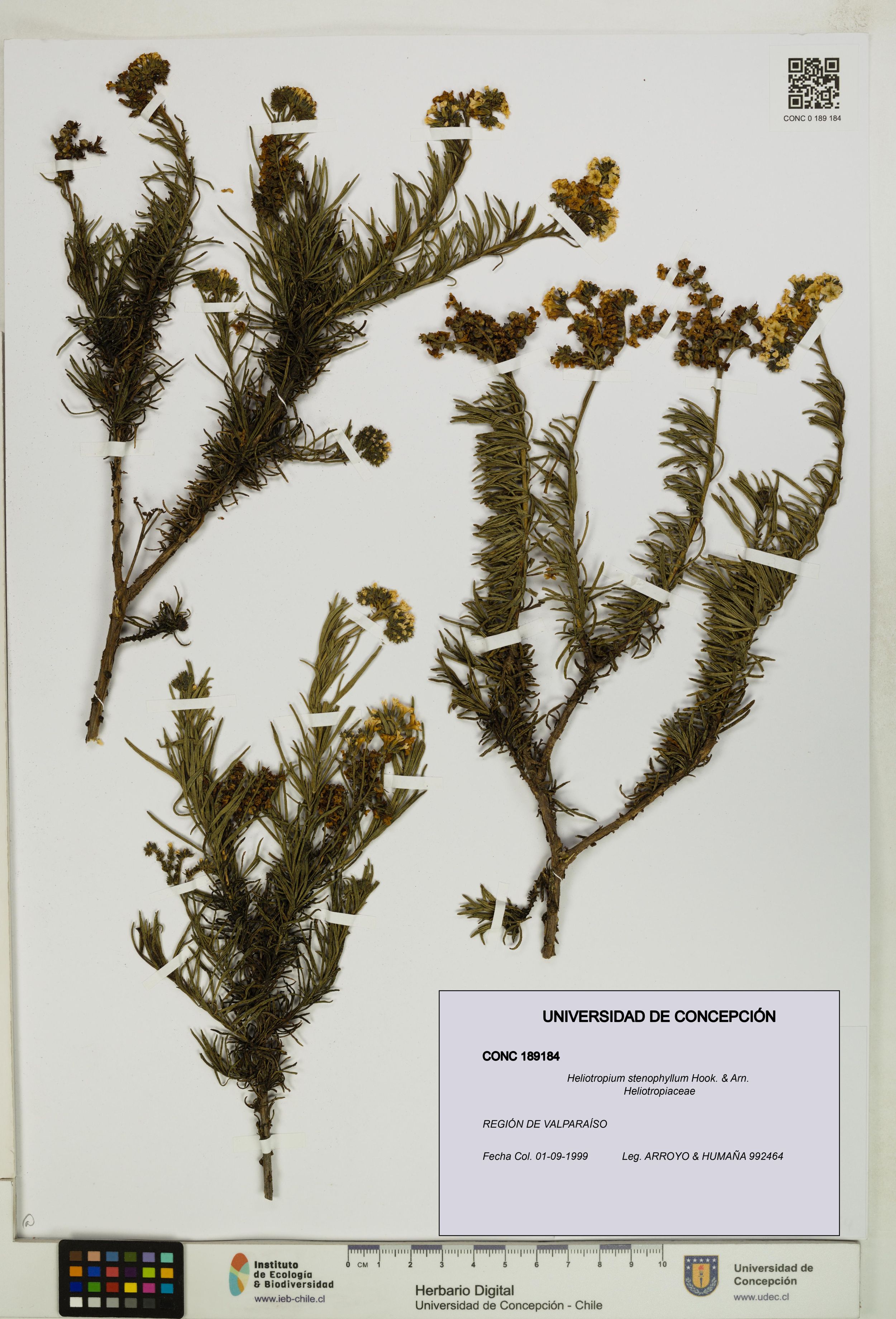 Heliotropium stenophyllum [Espécimen: ]