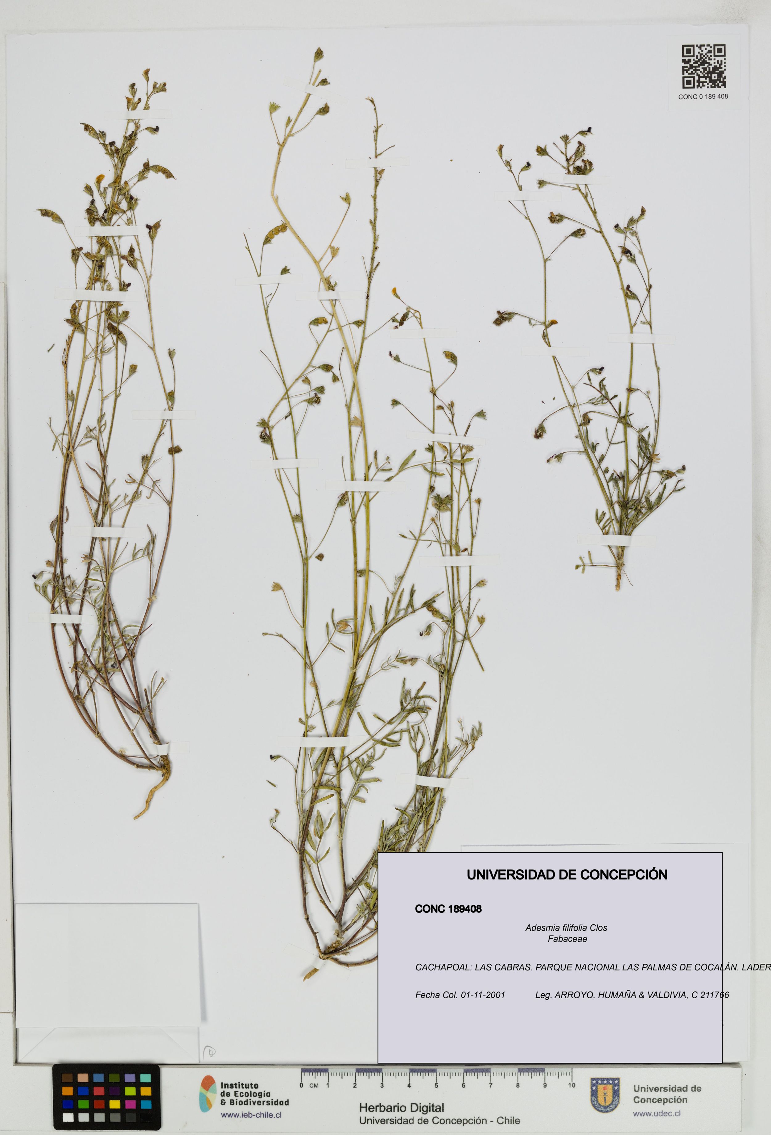 Adesmia filifolia [Espécimen: ]