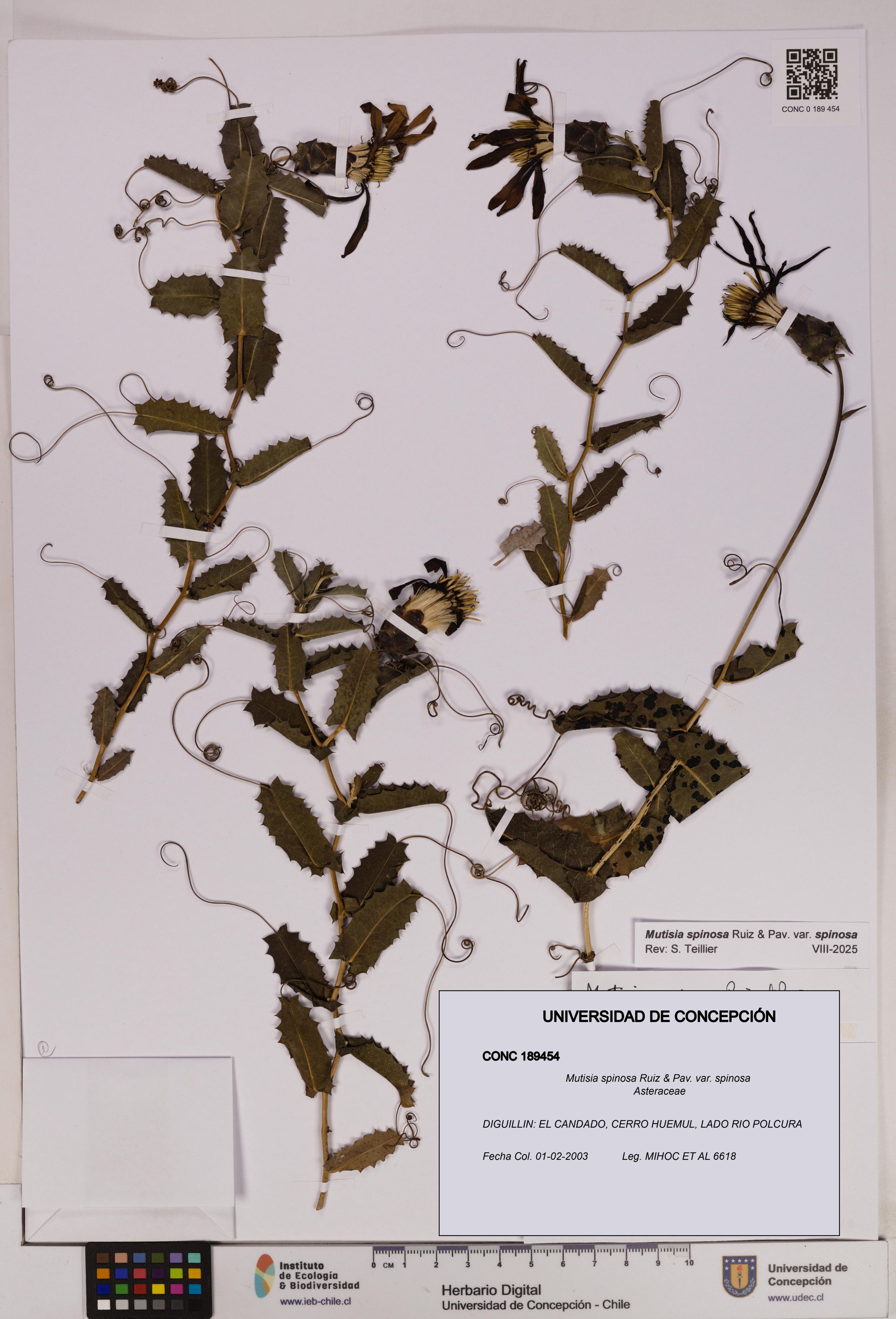 Mutisia spinosa var. spinosa [Espécimen: ]