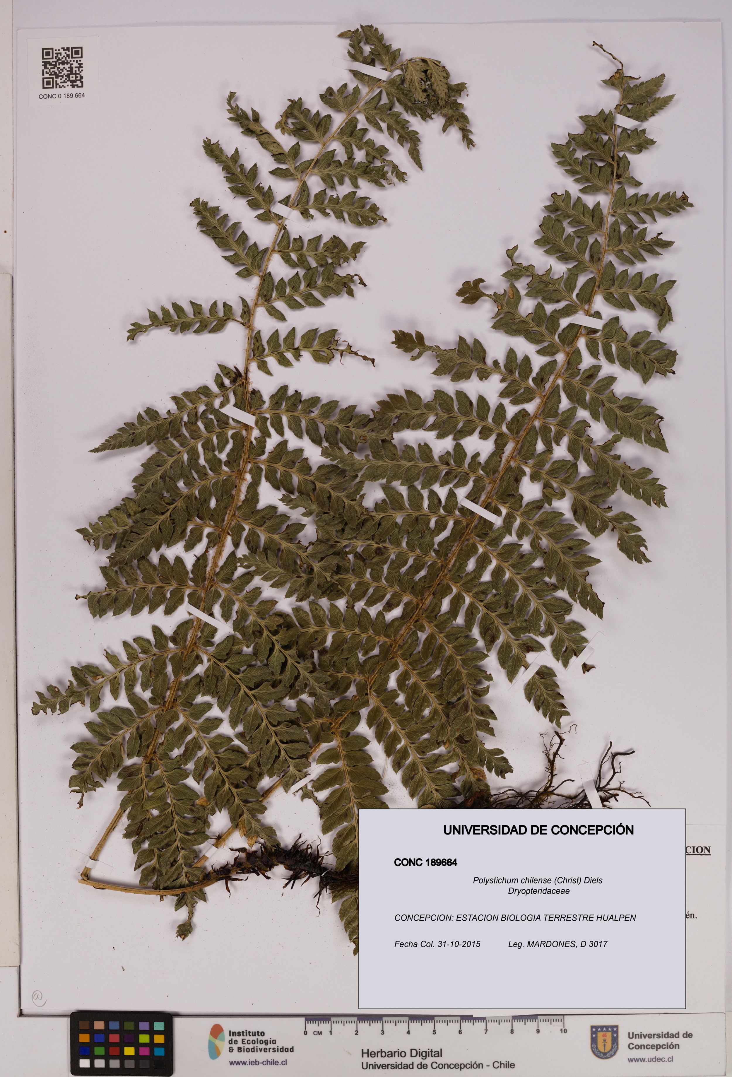 Polystichum chilense [Espécimen: ]