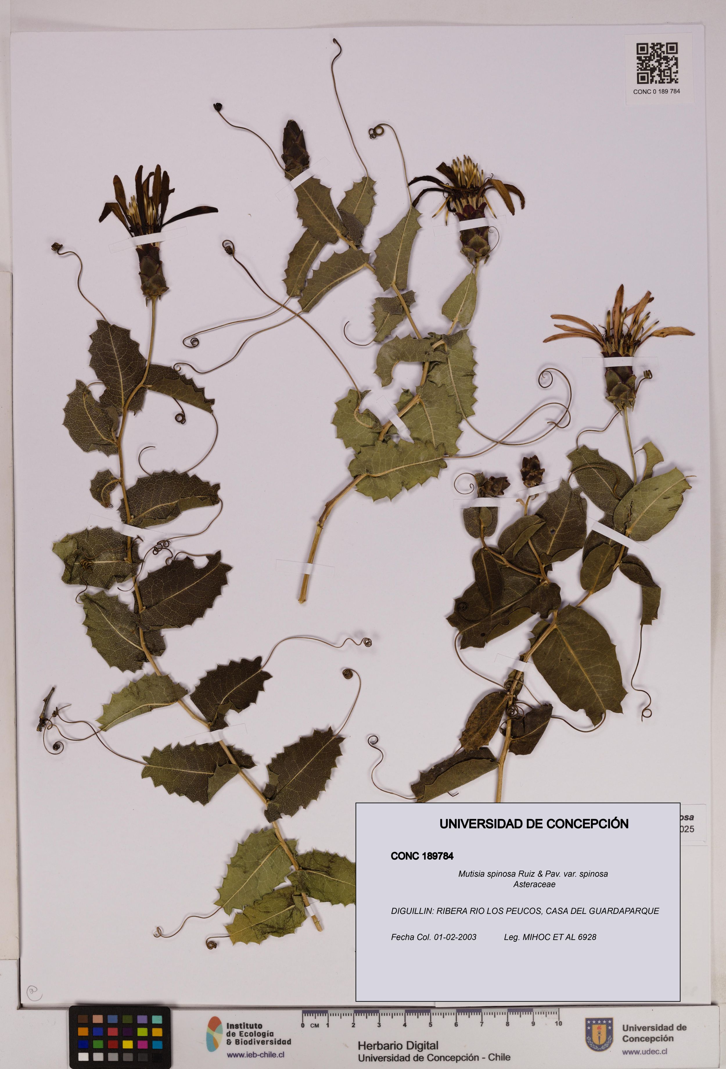 Mutisia spinosa var. spinosa [Espécimen: ]