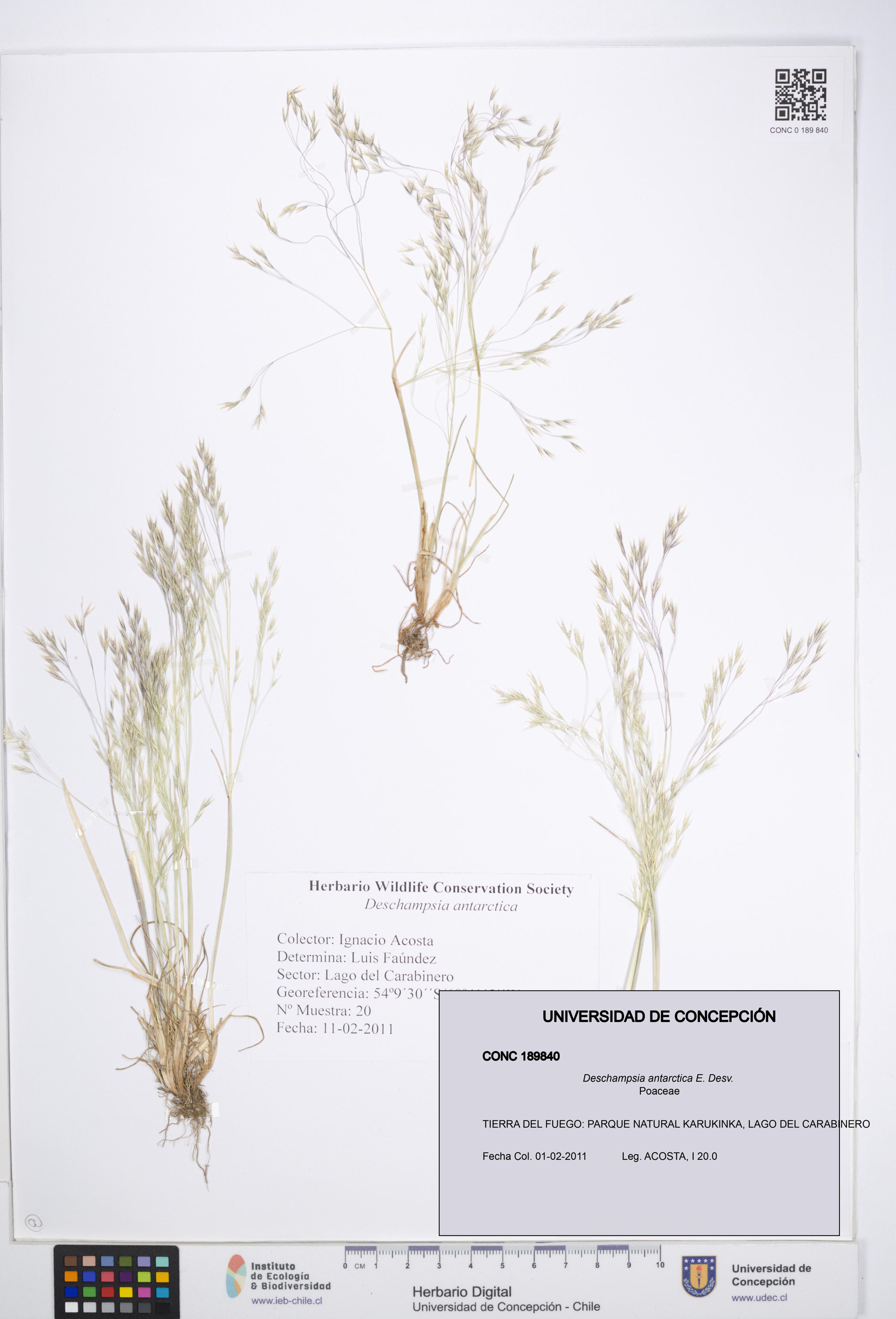Deschampsia antarctica [Espécimen: ]