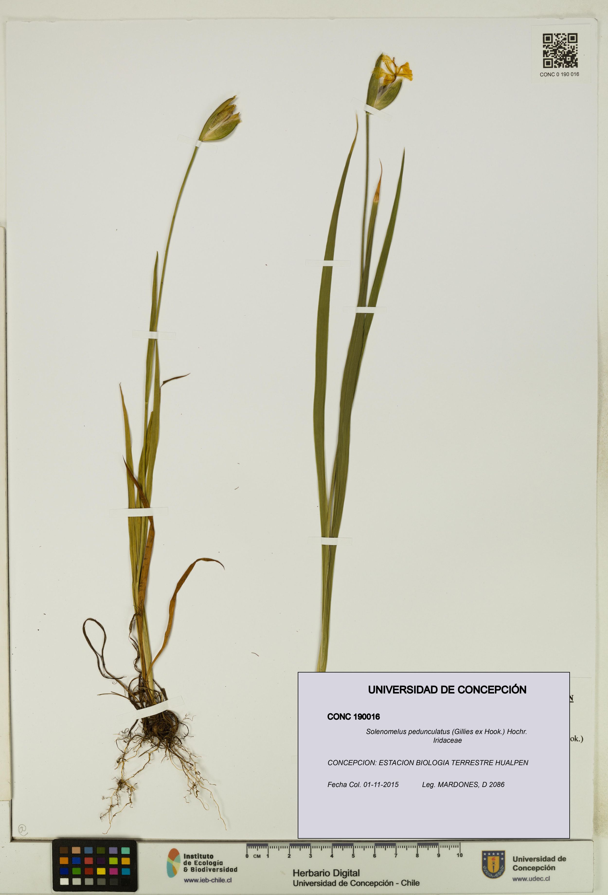 Solenomelus pedunculatus [Espécimen: ]