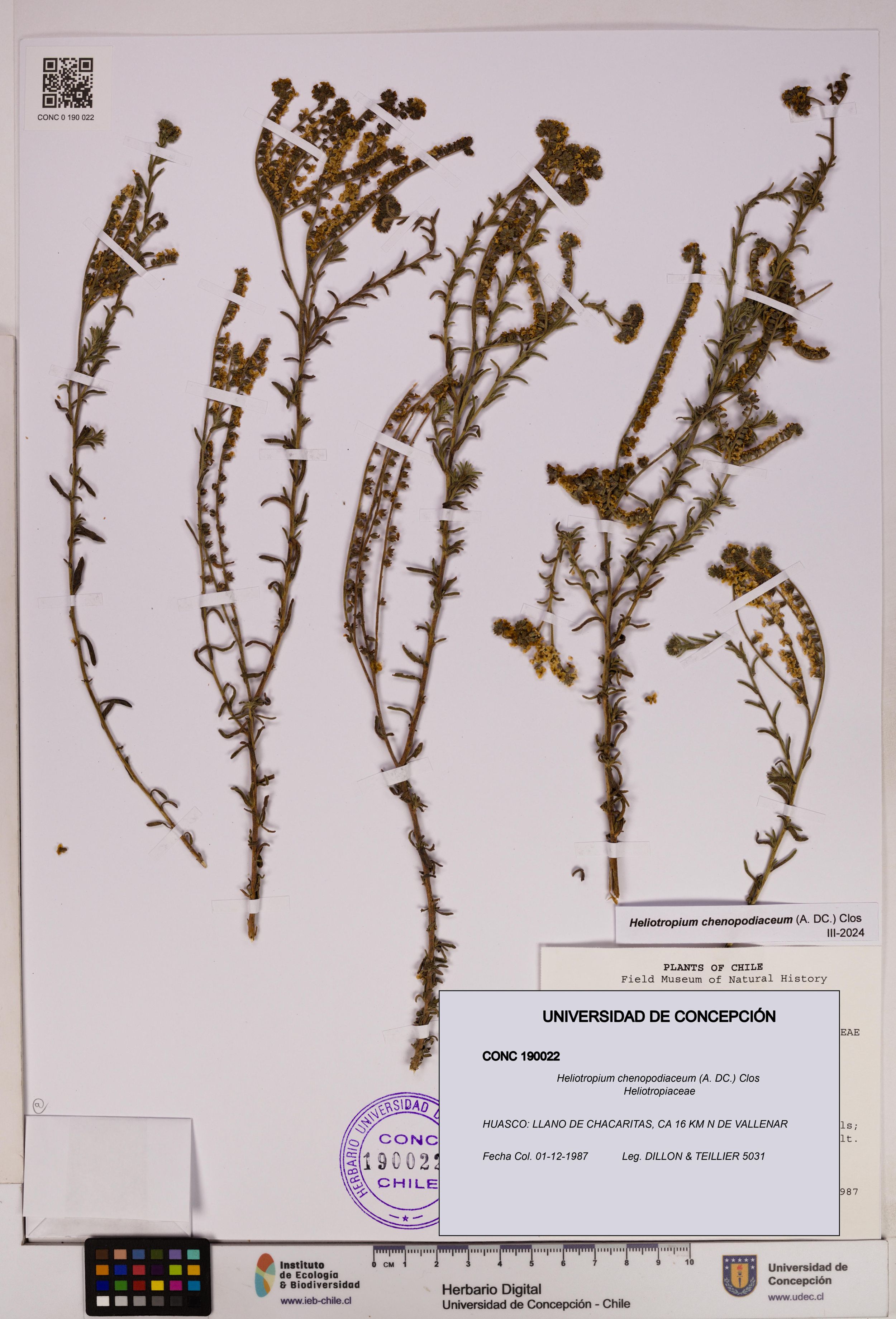 Heliotropium chenopodiaceum [Espécimen: ]