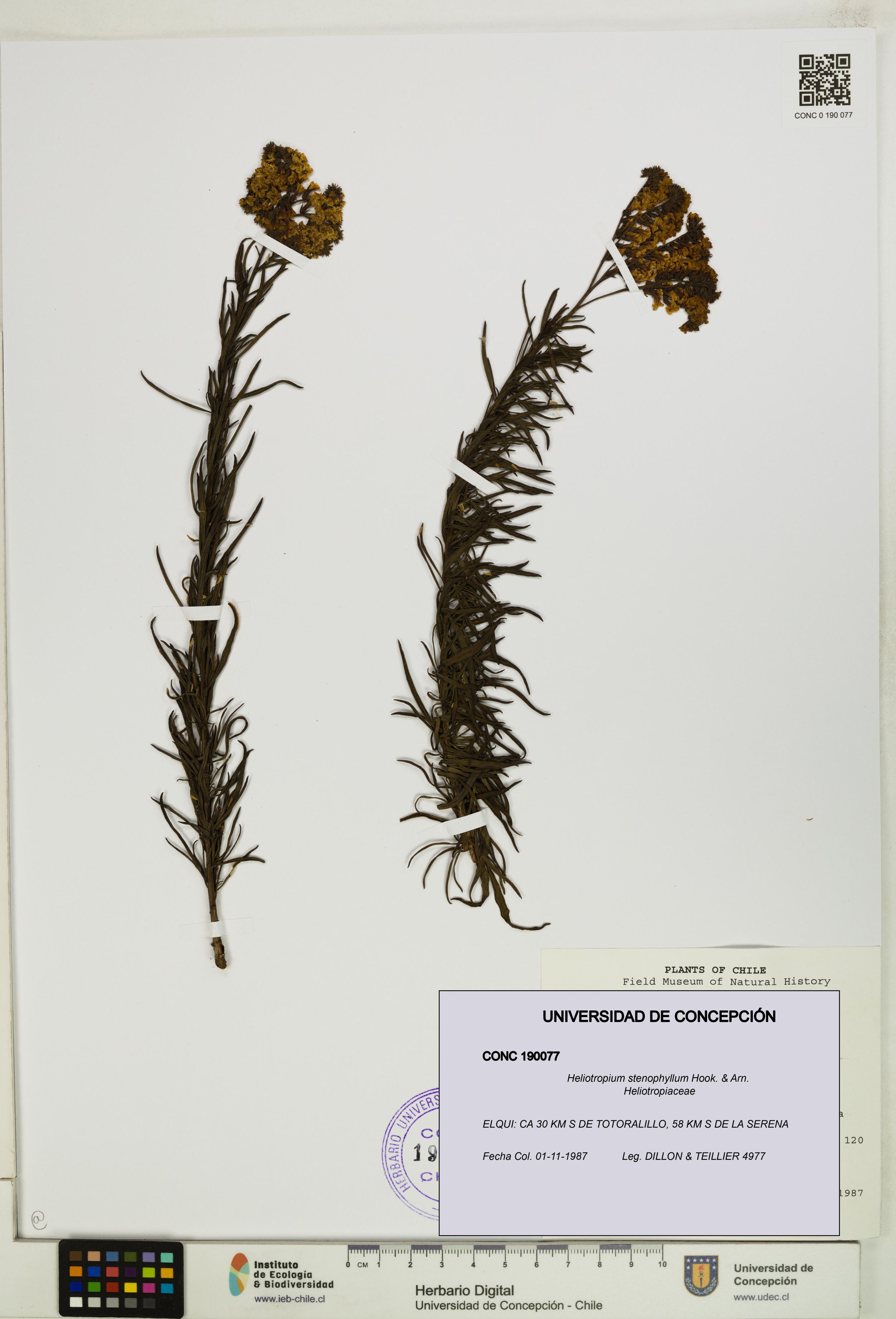Heliotropium stenophyllum [Espécimen: ]