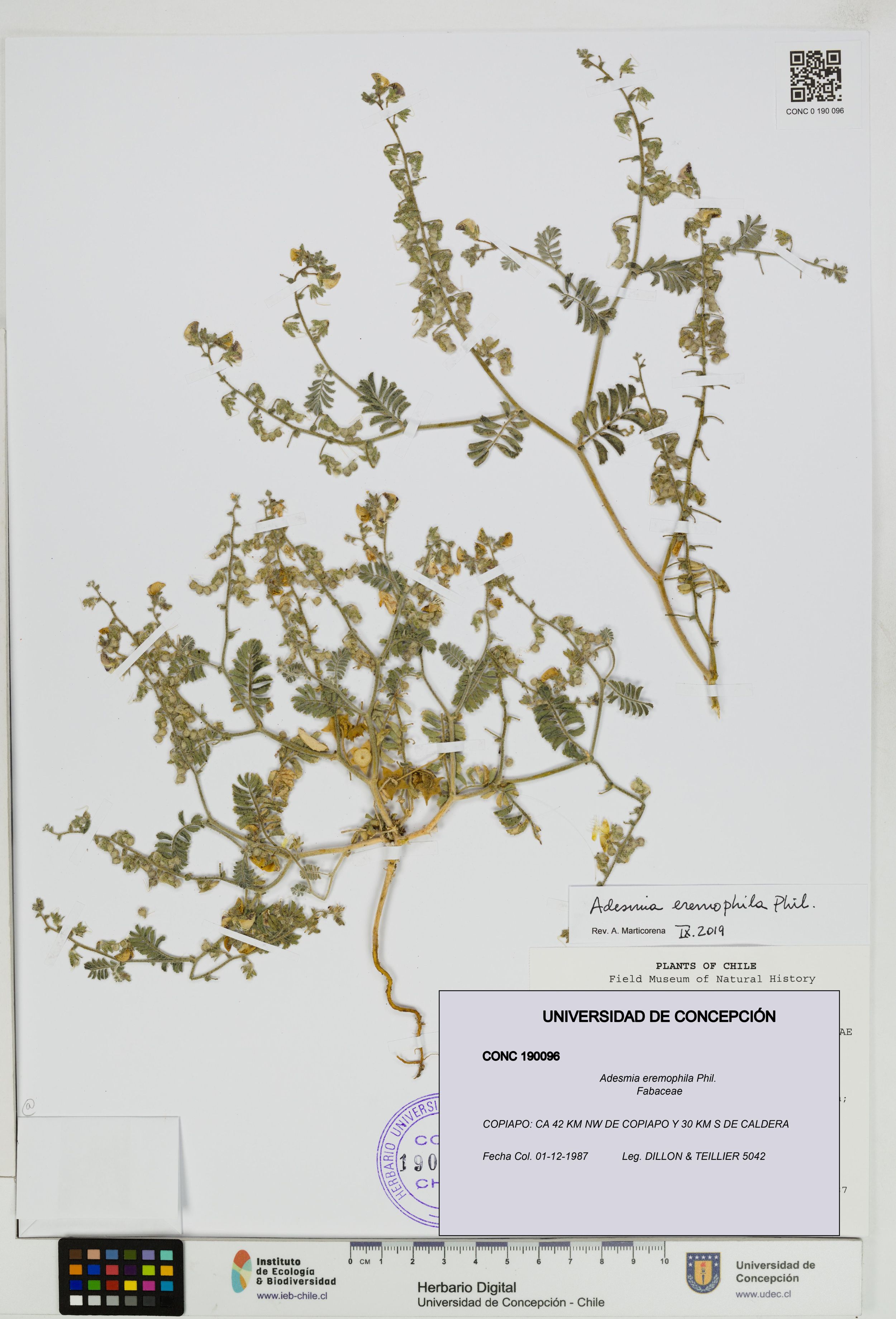 Adesmia eremophila [Espécimen: ]