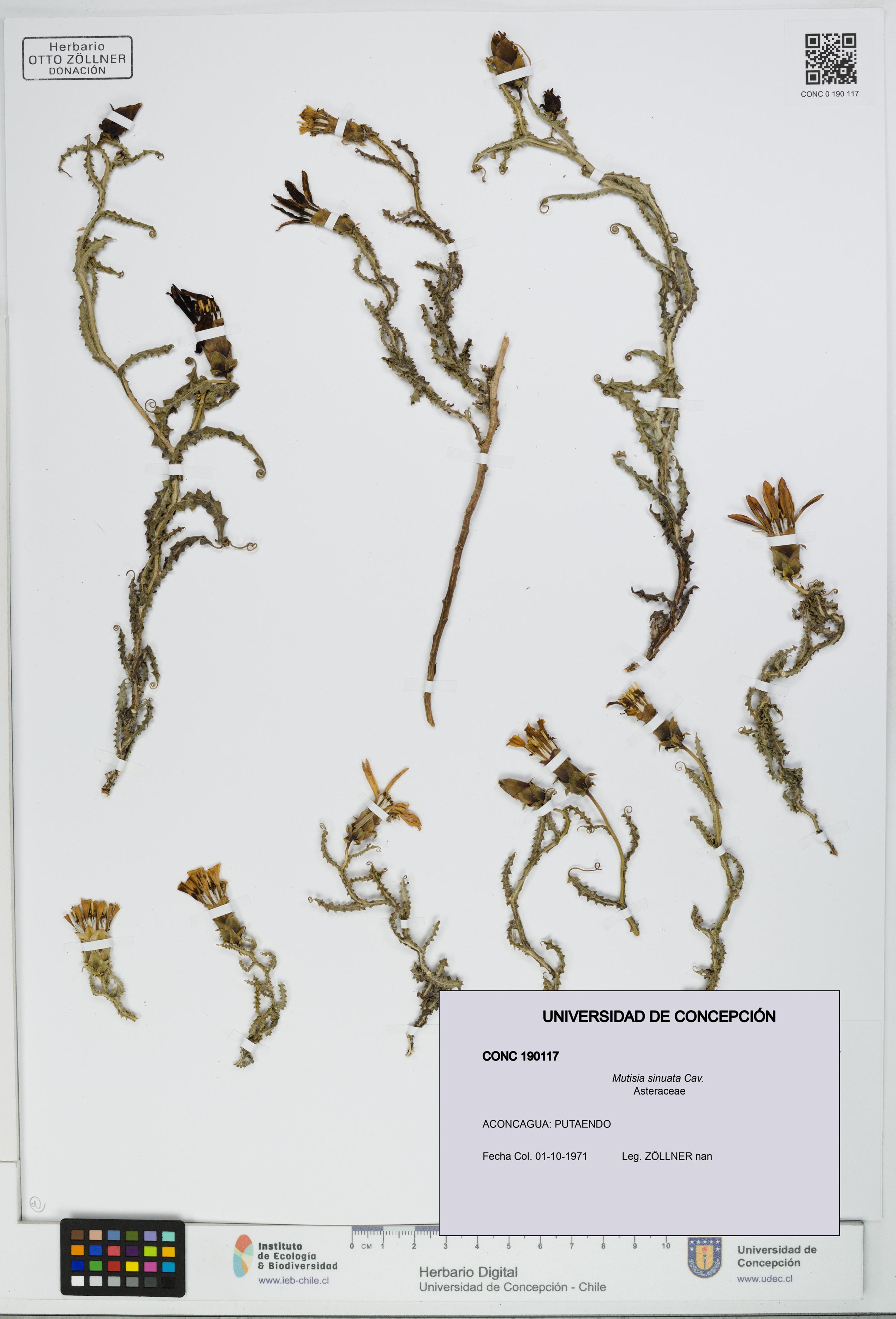 Mutisia sinuata [Espécimen: ]