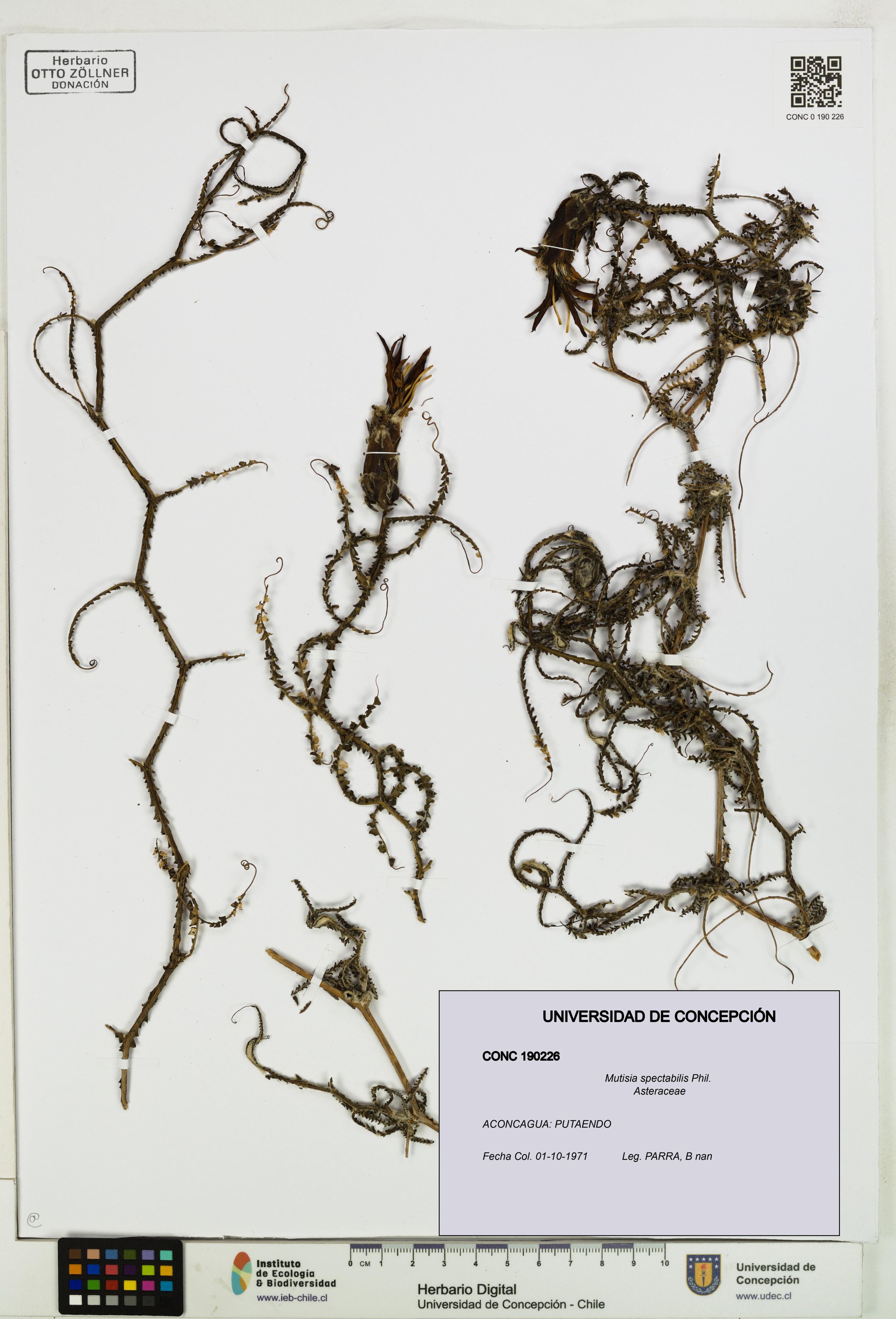 Mutisia spectabilis [Espécimen: ]