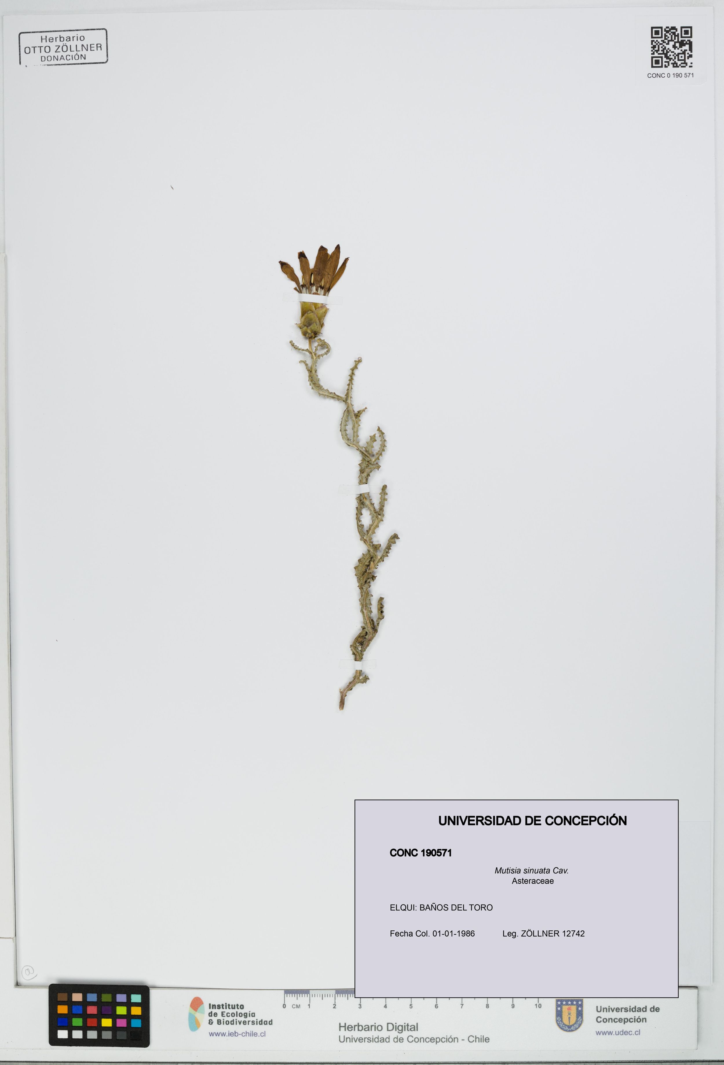 Mutisia sinuata [Espécimen: ]