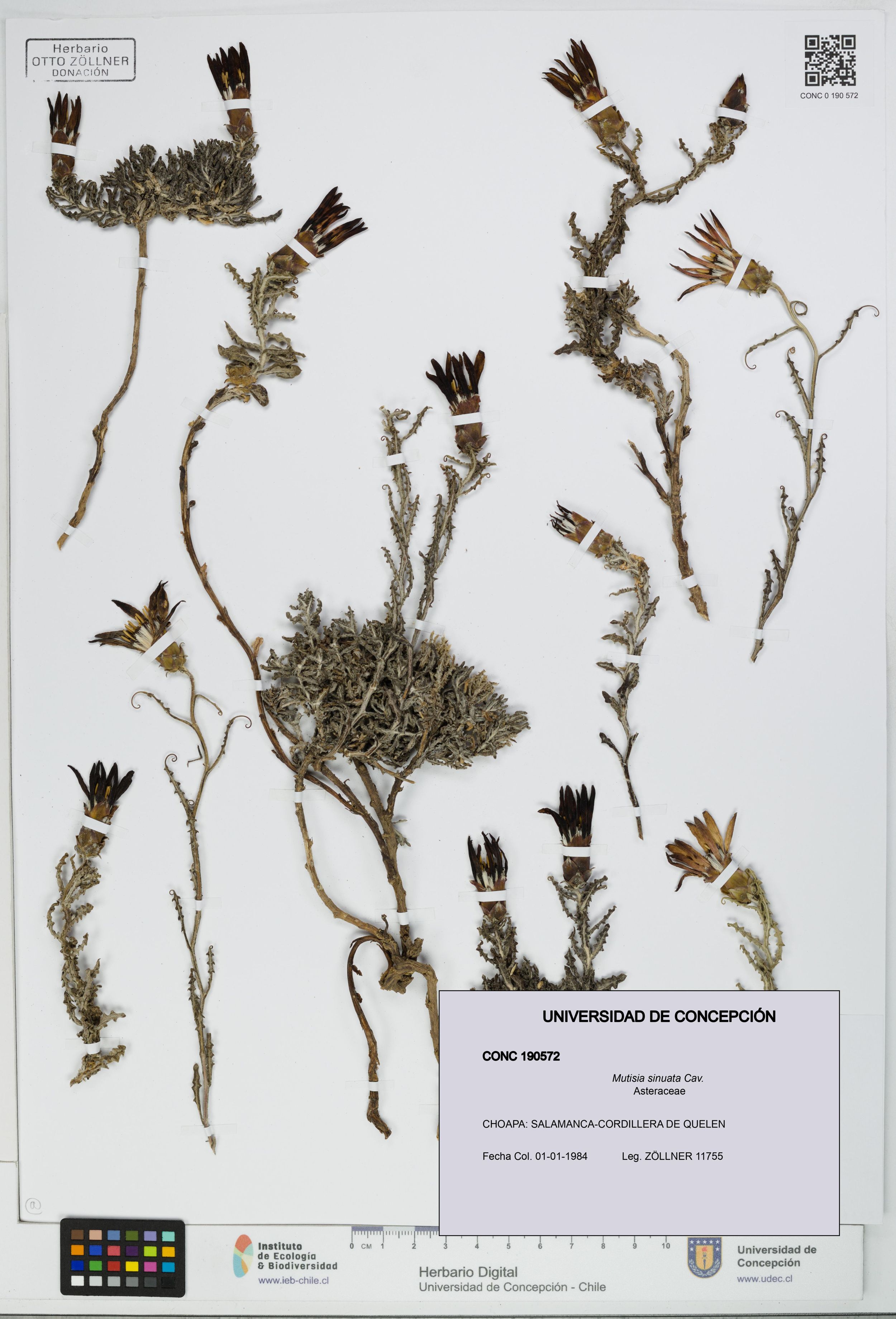 Mutisia sinuata [Espécimen: ]