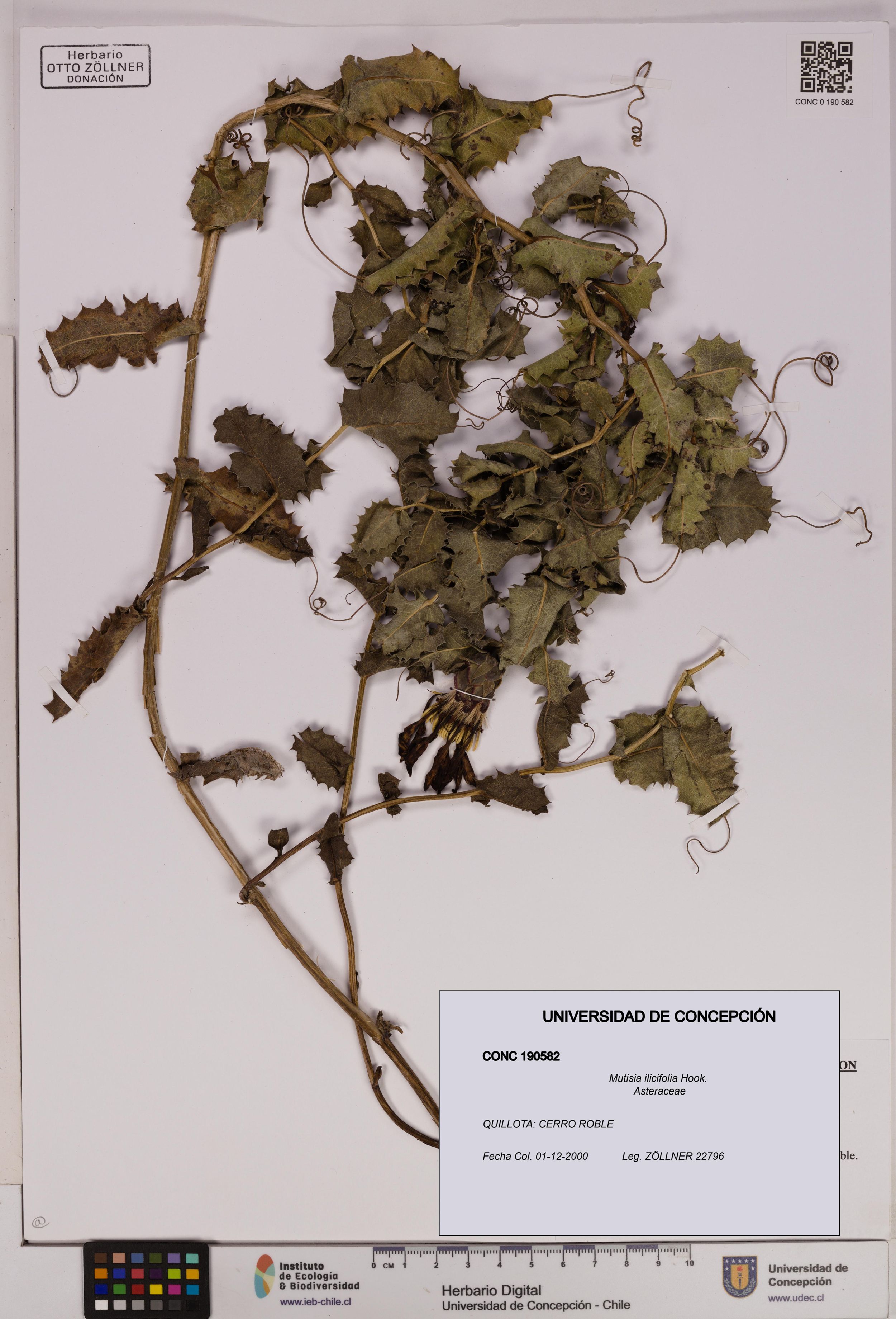 Mutisia ilicifolia [Espécimen: ]