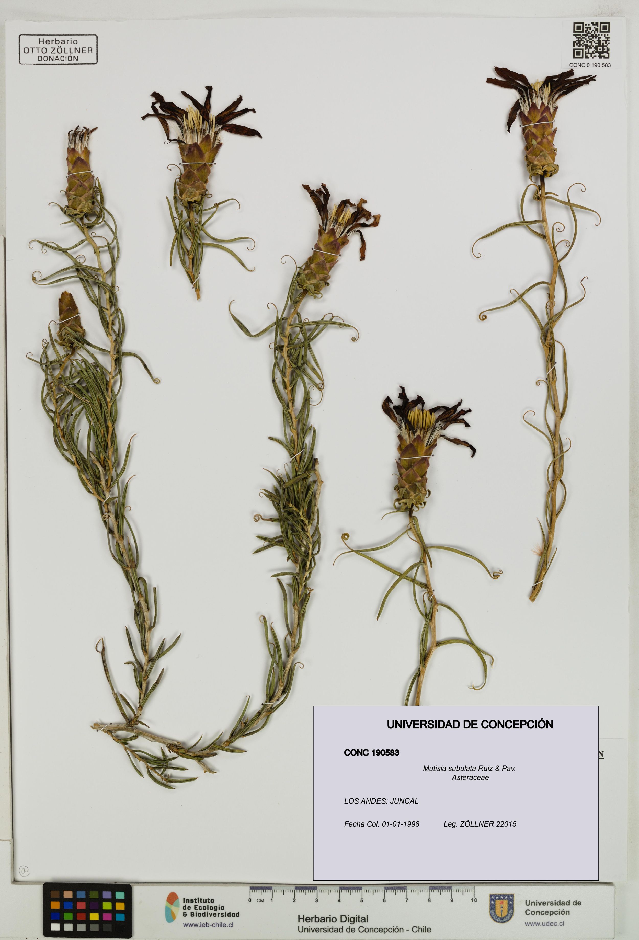 Mutisia subulata [Espécimen: ]