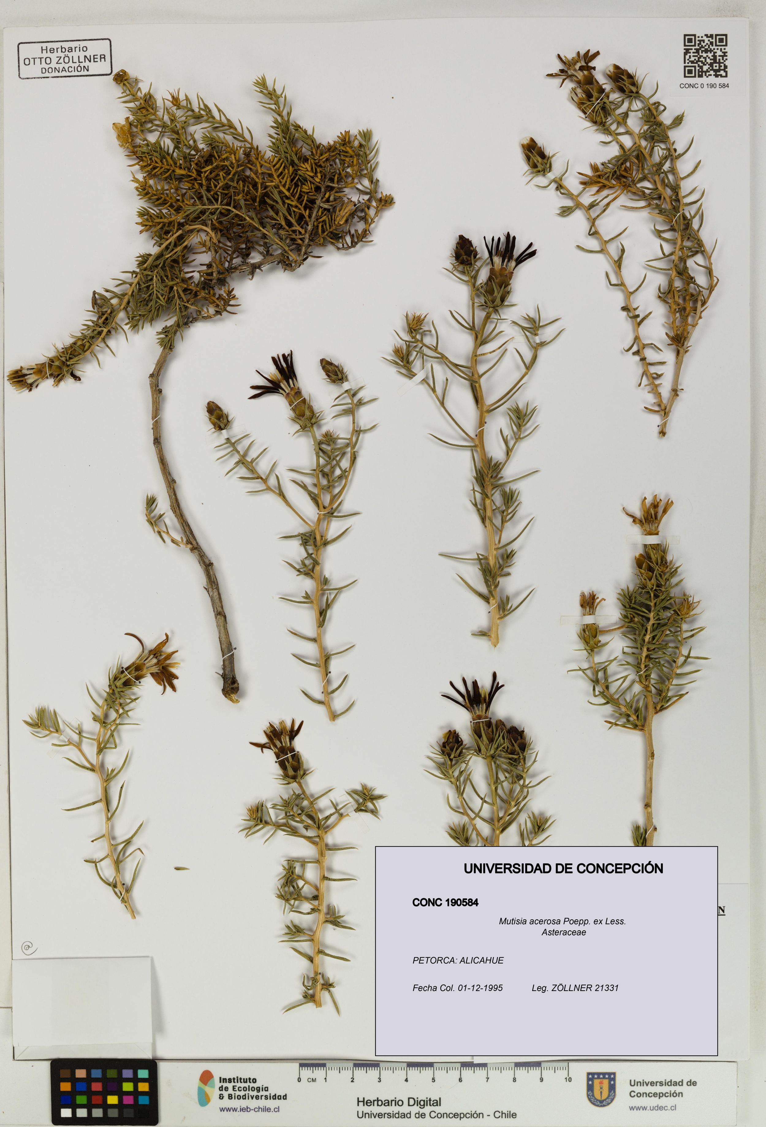 Mutisia acerosa [Espécimen: ]