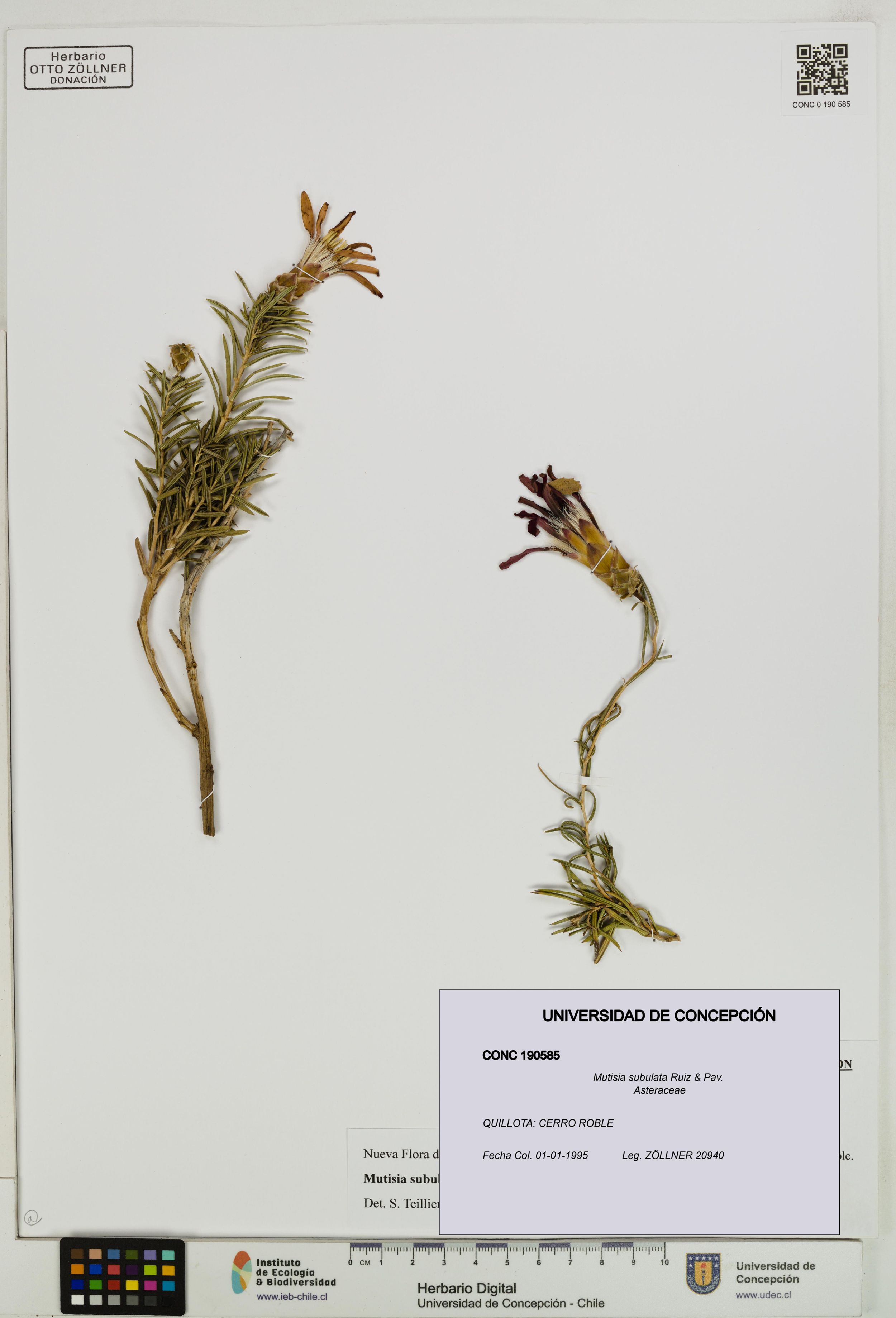 Mutisia subulata [Espécimen: ]