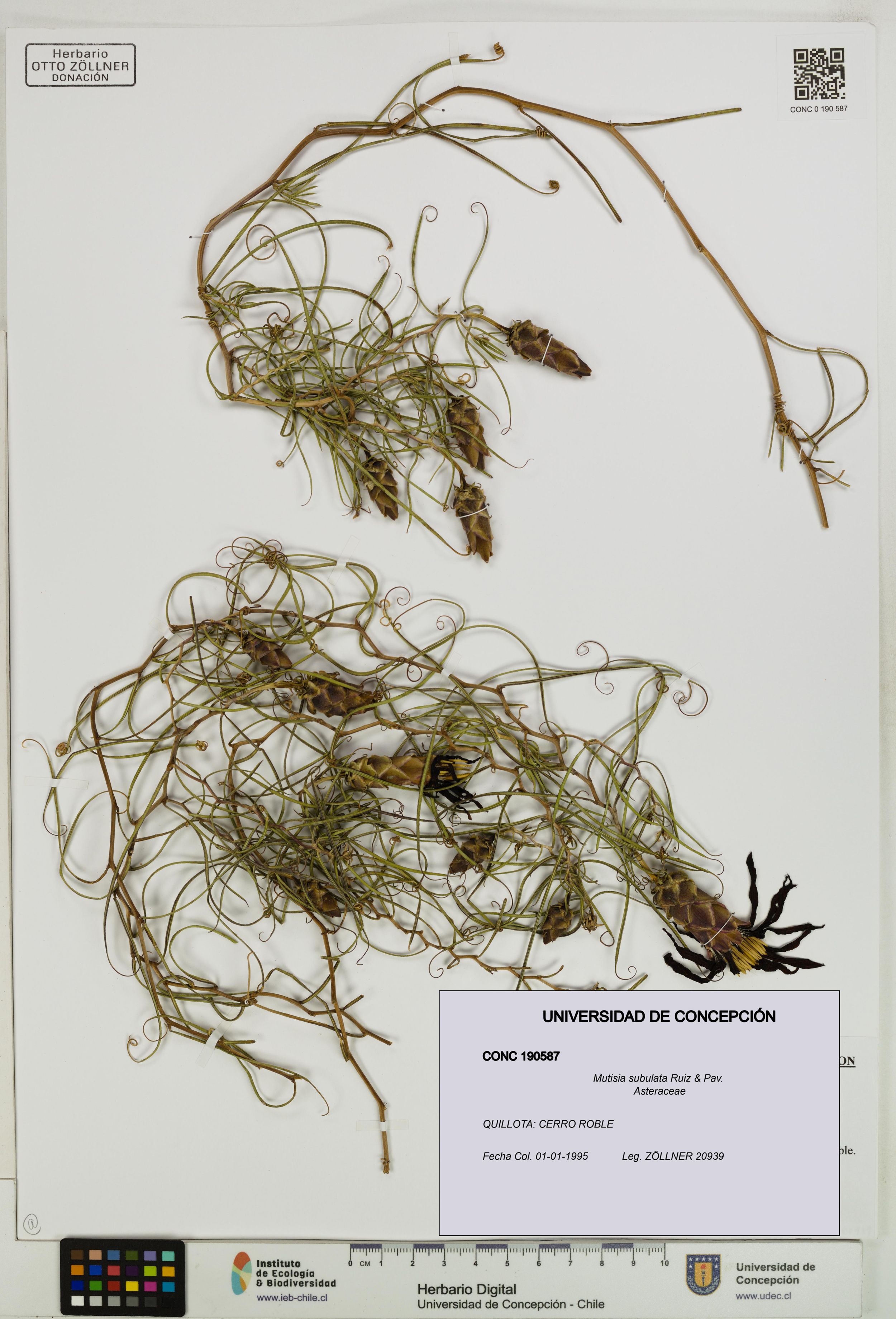 Mutisia subulata [Espécimen: ]