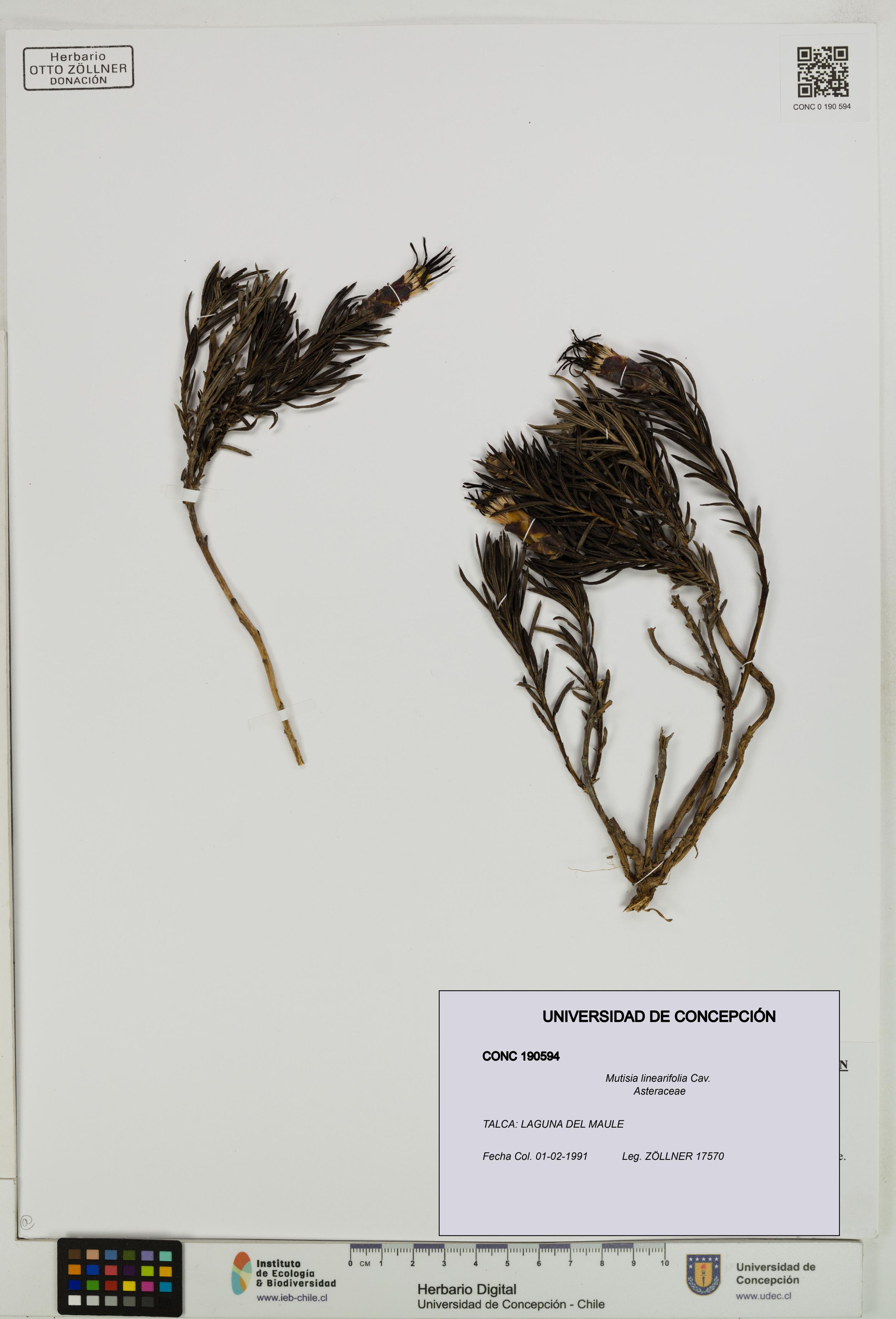 Mutisia linearifolia [Espécimen: ]