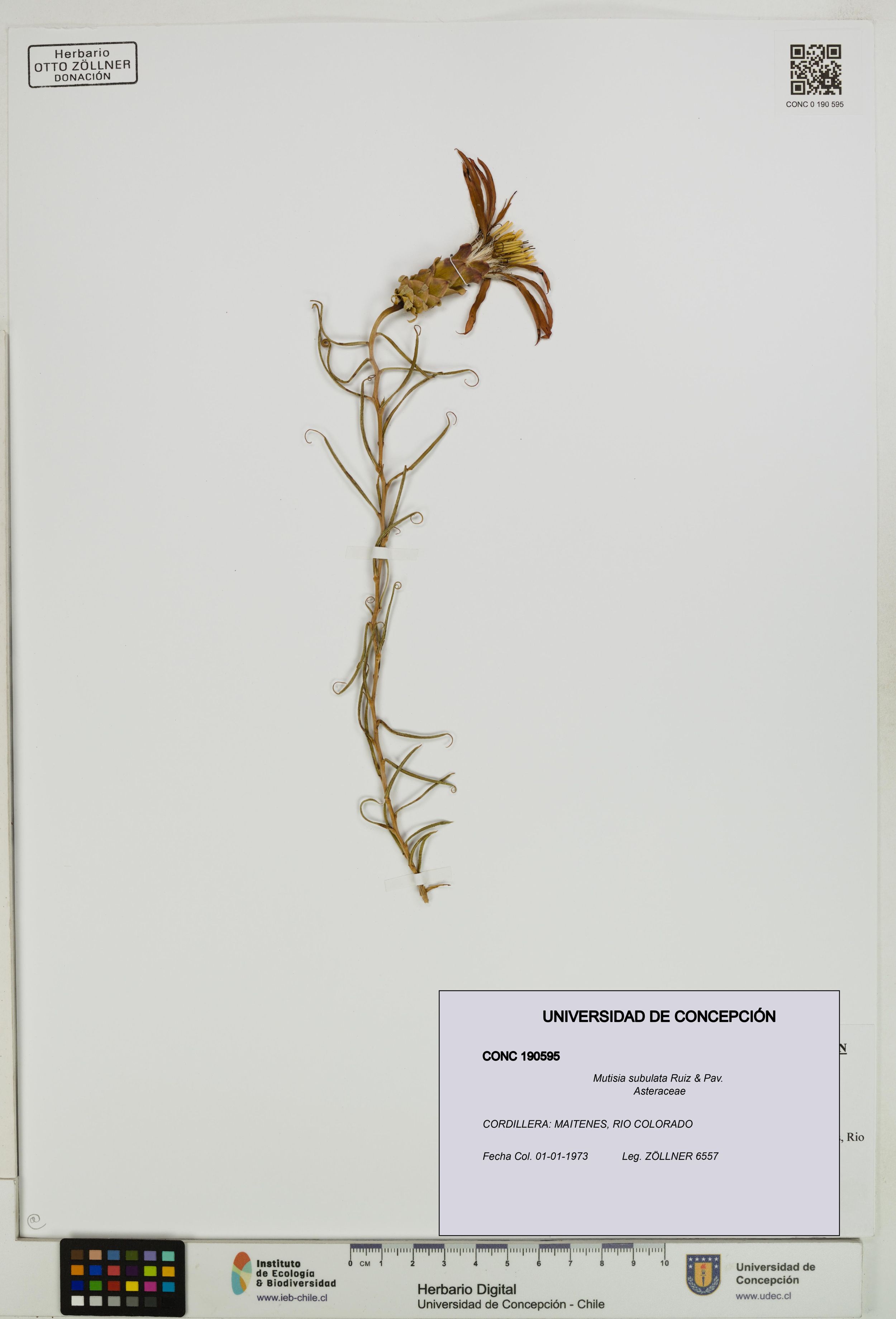Mutisia subulata [Espécimen: ]