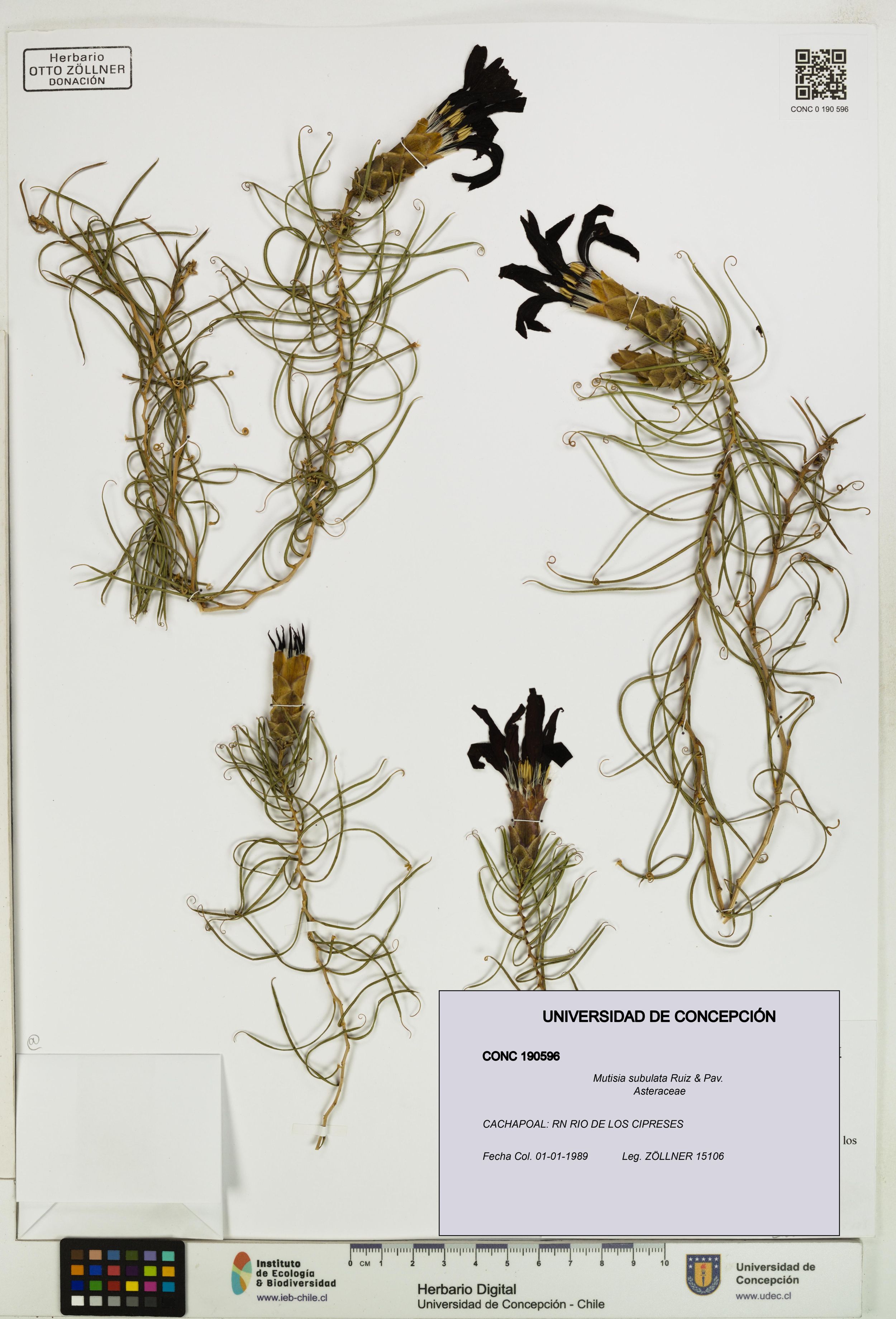 Mutisia subulata [Espécimen: ]