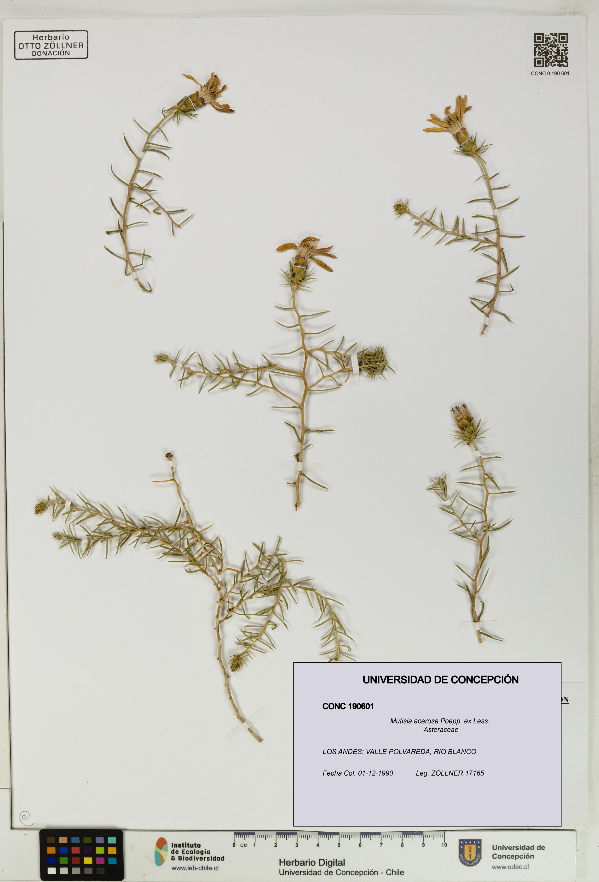 Mutisia acerosa [Espécimen: ]