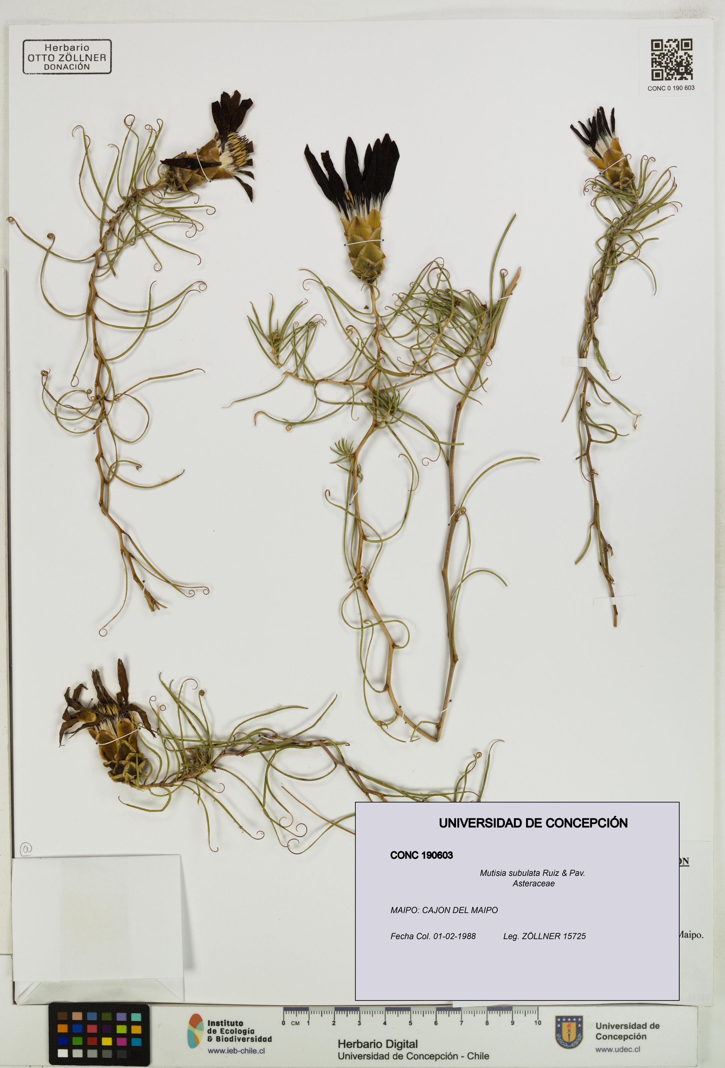 Mutisia subulata [Espécimen: ]